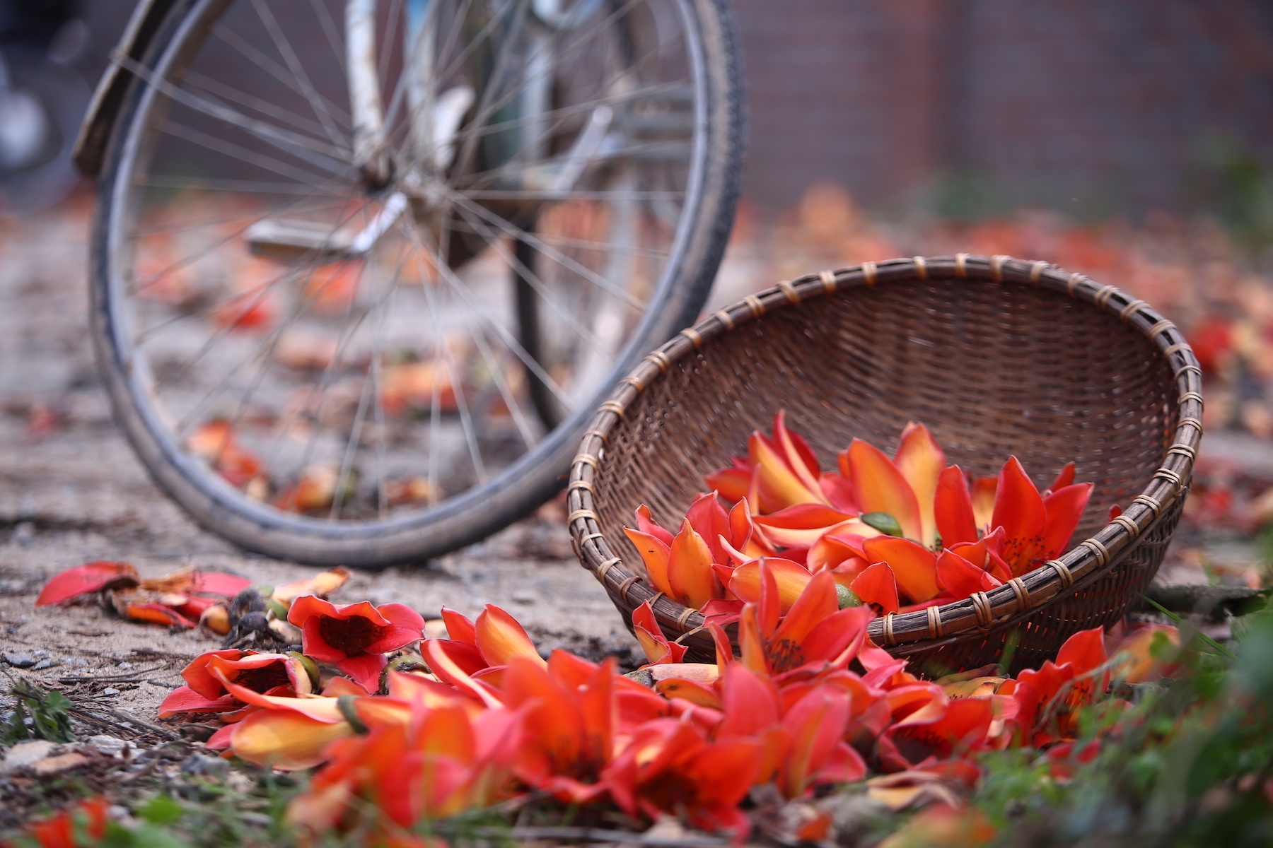 Nhung mua hoa Ha thanh ngap tran cam xuc hinh anh