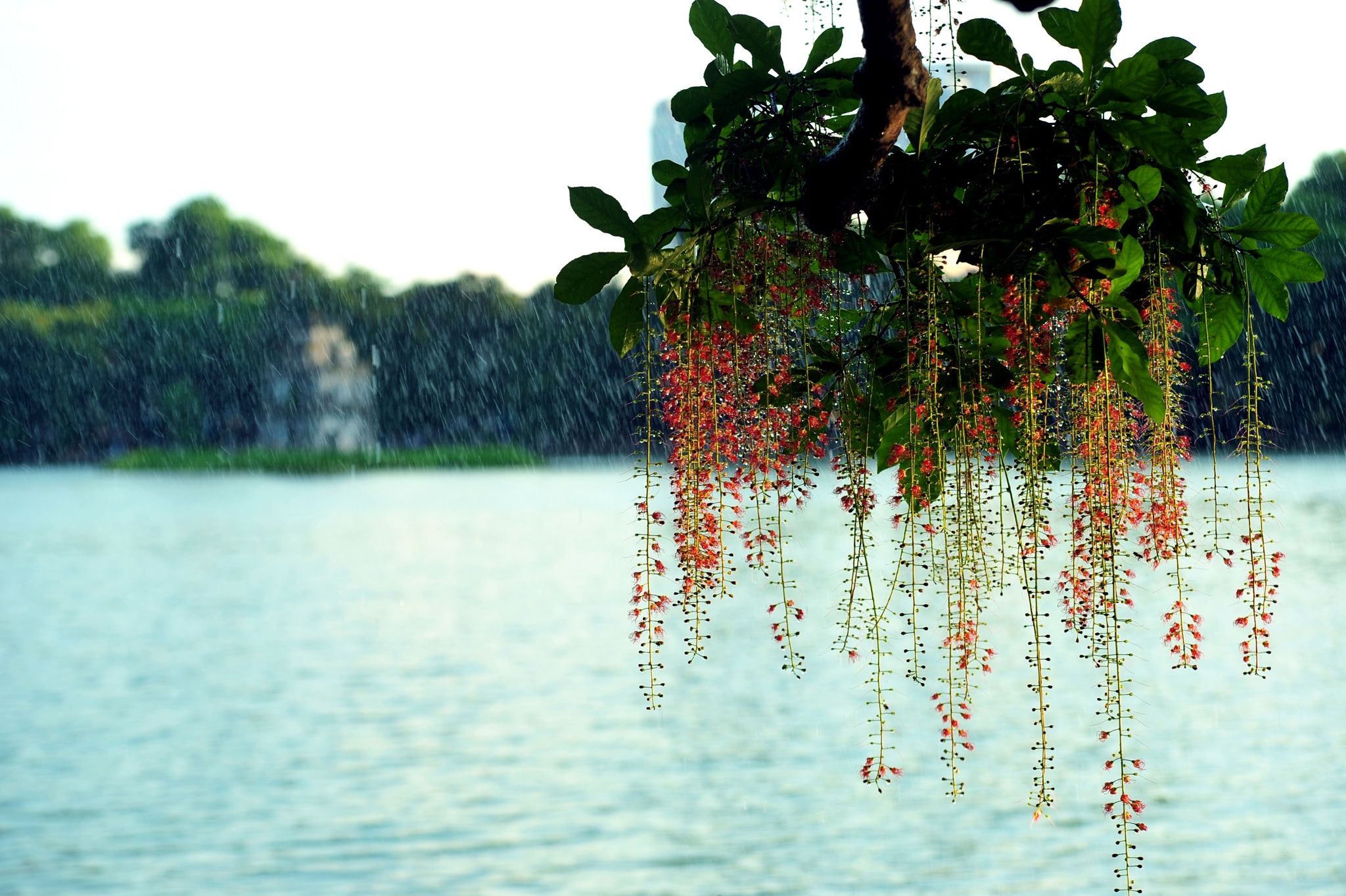 nhung mua hoa o Ha Noi anh 19