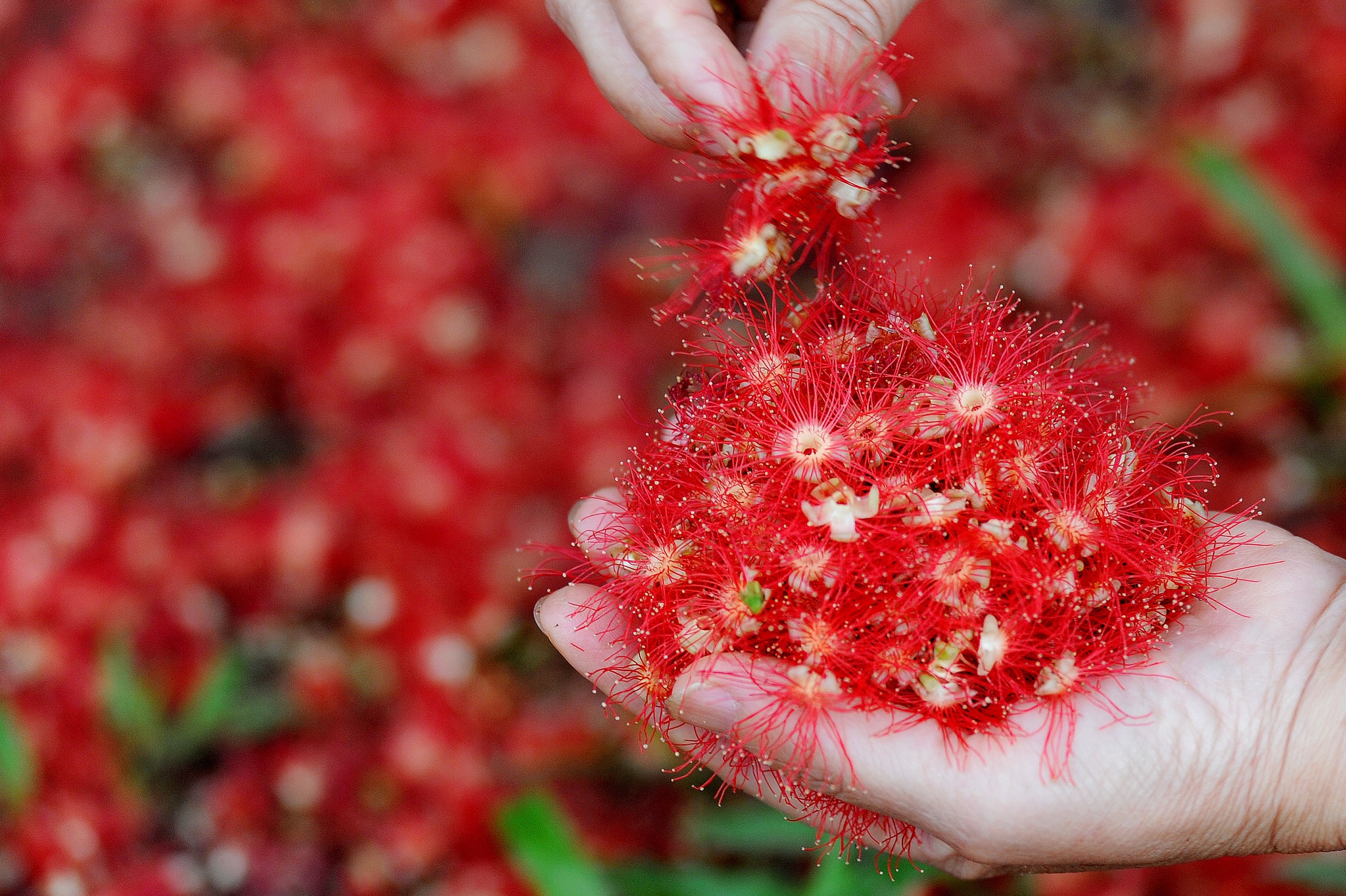 nhung mua hoa o Ha Noi anh 14