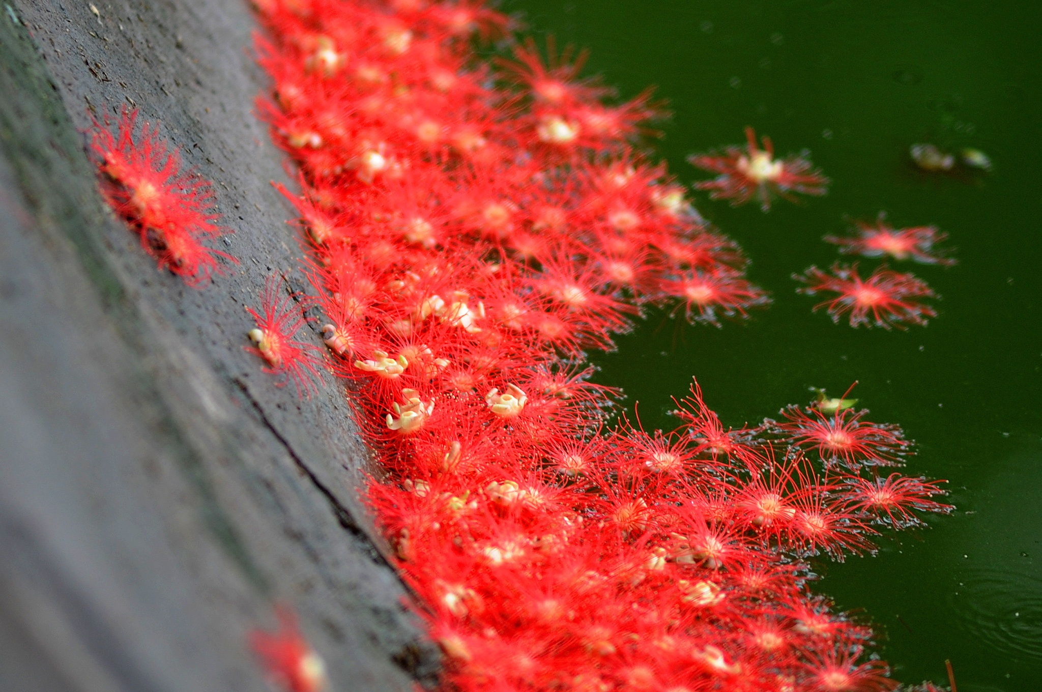 nhung mua hoa o Ha Noi anh 15