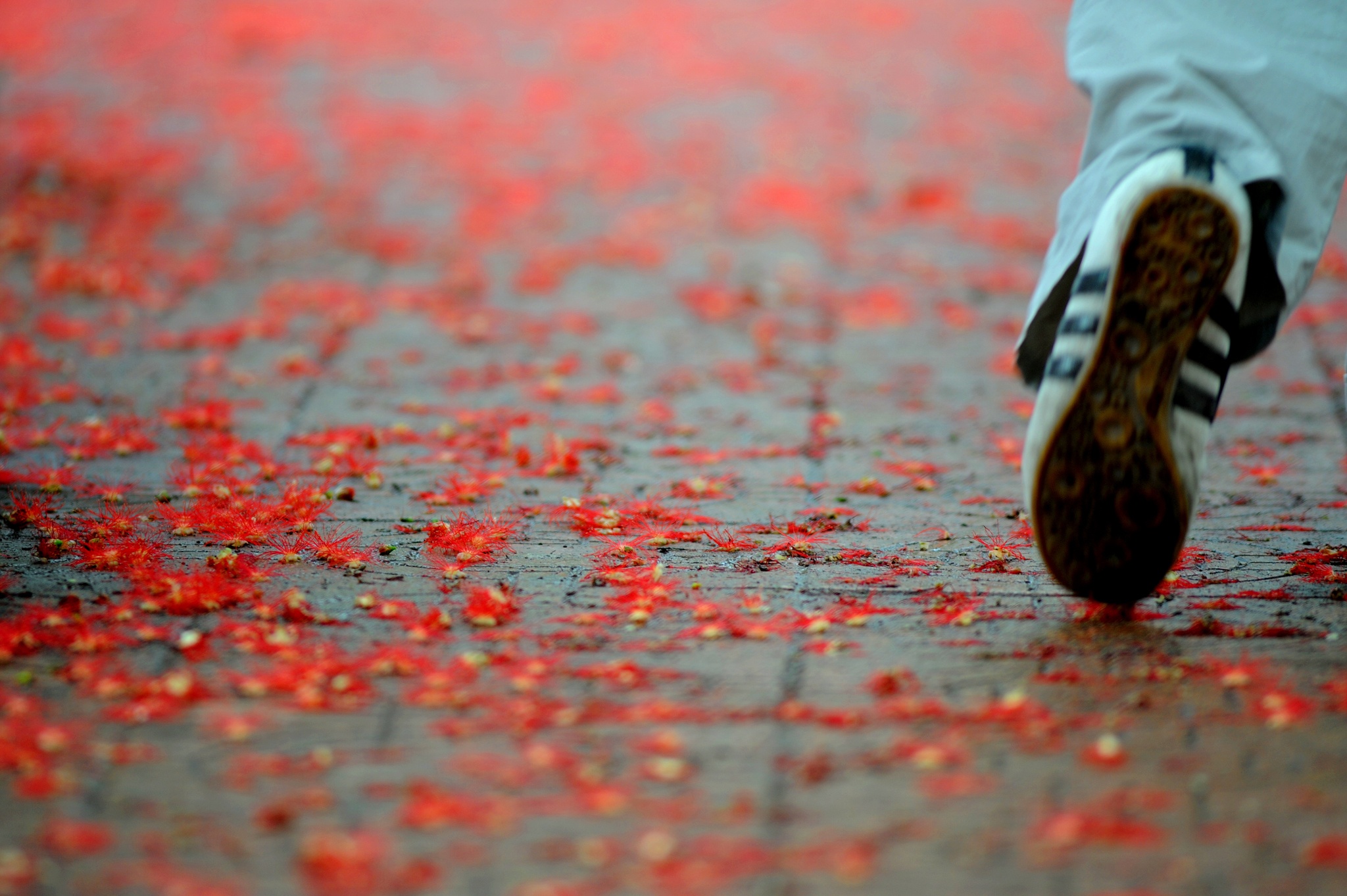 nhung mua hoa o Ha Noi anh 16