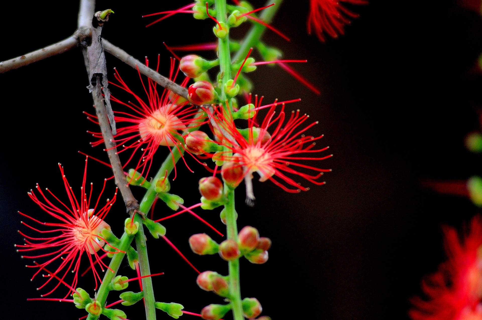 nhung mua hoa o Ha Noi anh 18