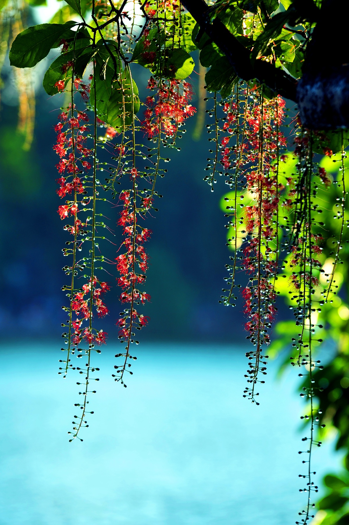 nhung mua hoa o Ha Noi anh 20