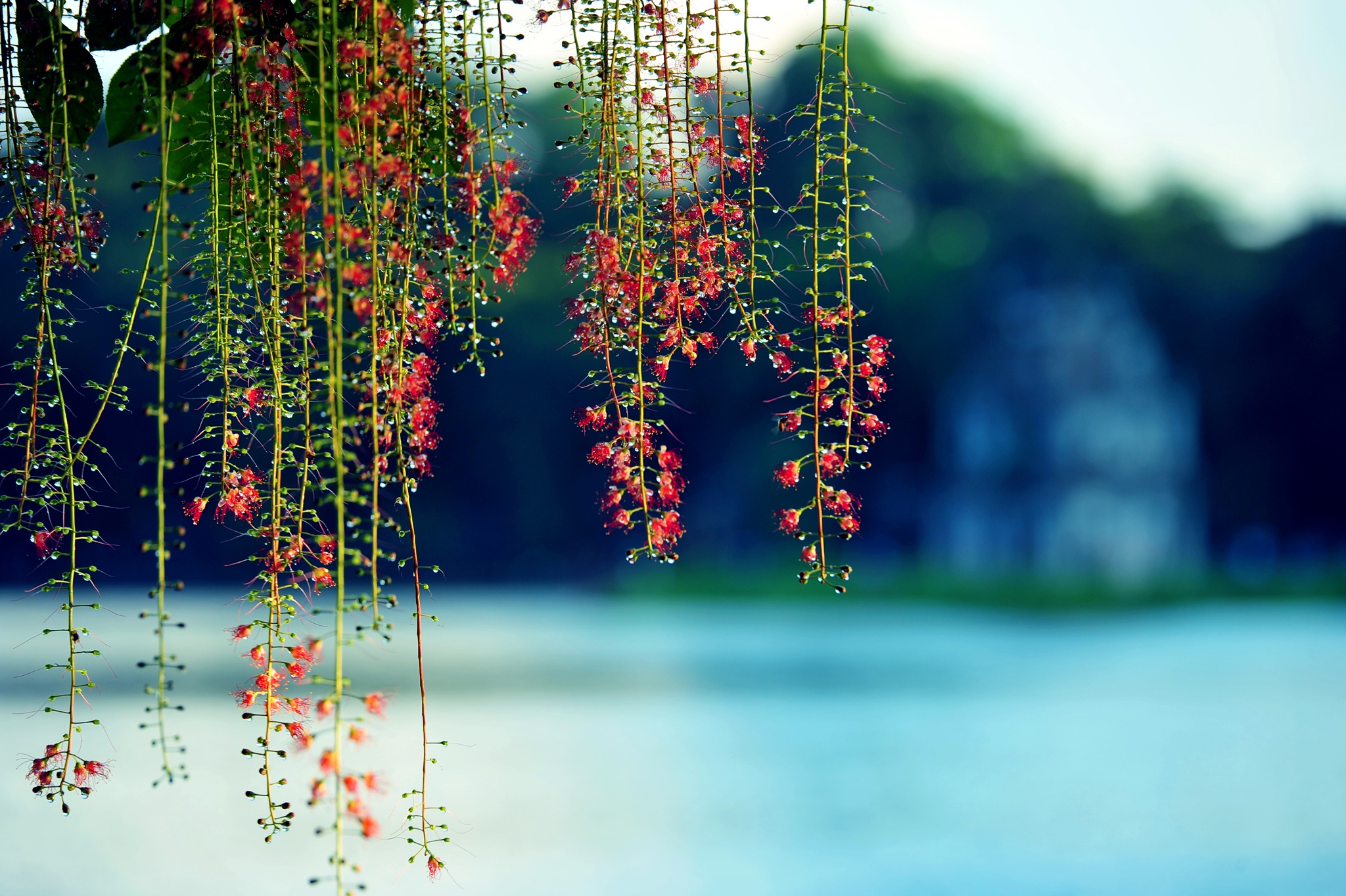 nhung mua hoa o Ha Noi anh 13