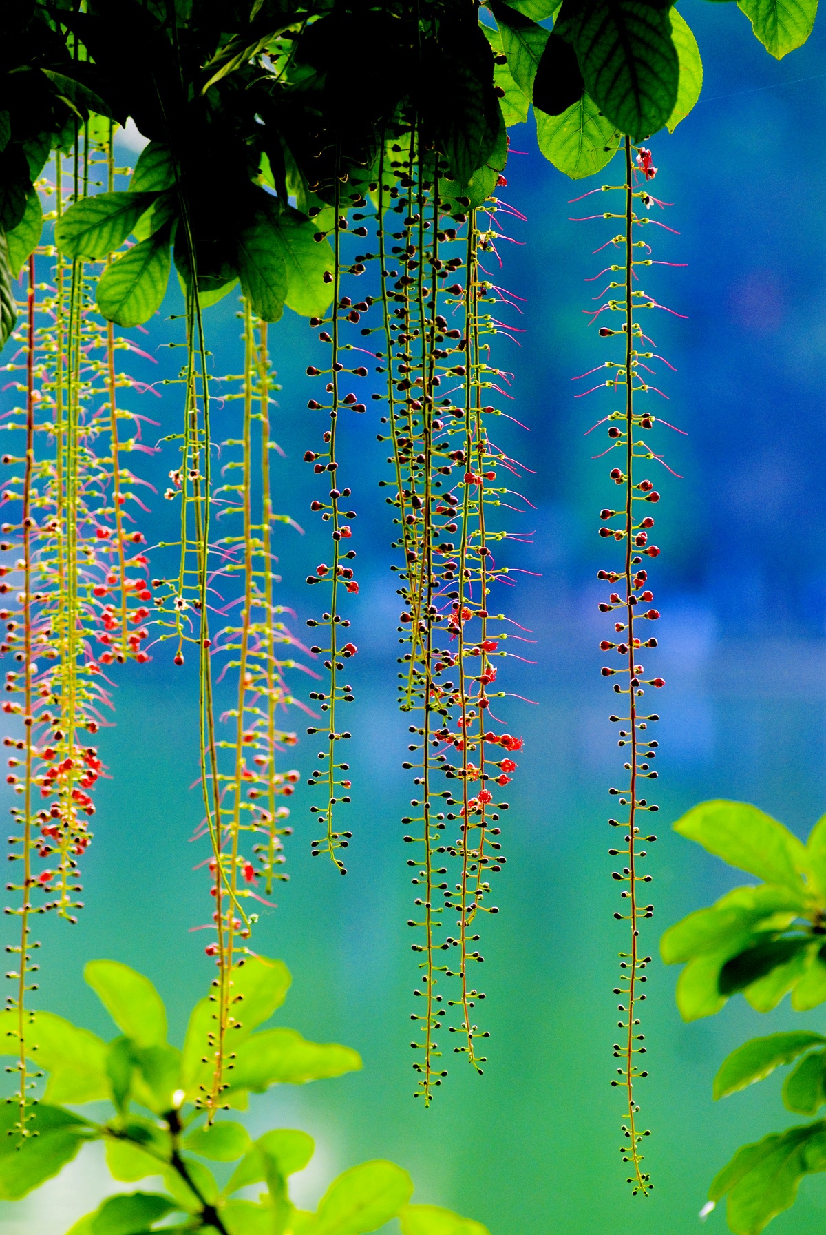 những mùa hoa ở Hà Nội ảnh 21 nhung mua hoa o Ha Noi anh 21