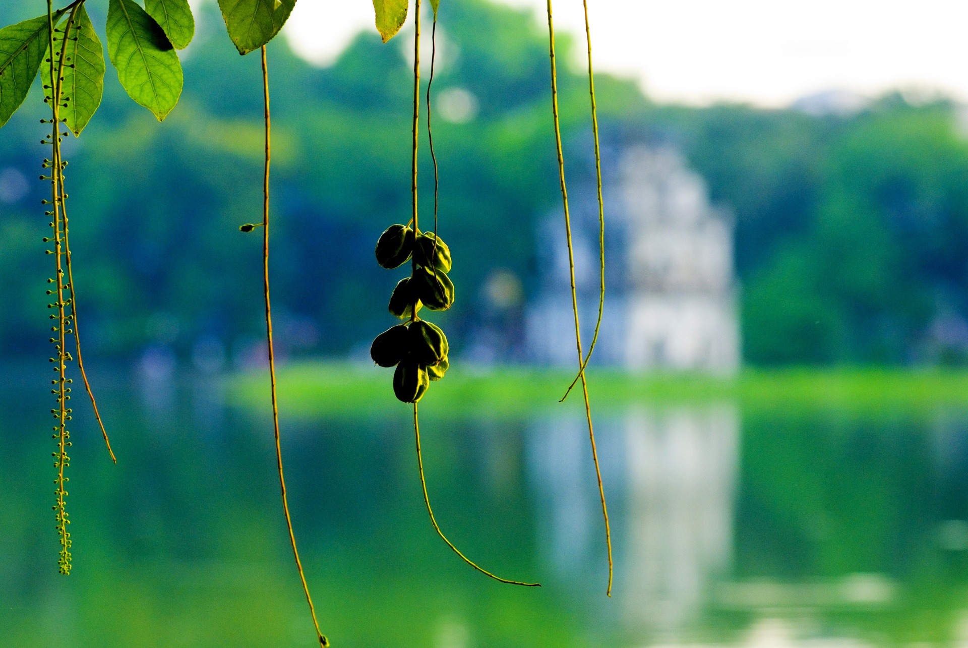 những mùa hoa ở Hà Nội ảnh 22 nhung mua hoa o Ha Noi anh 22