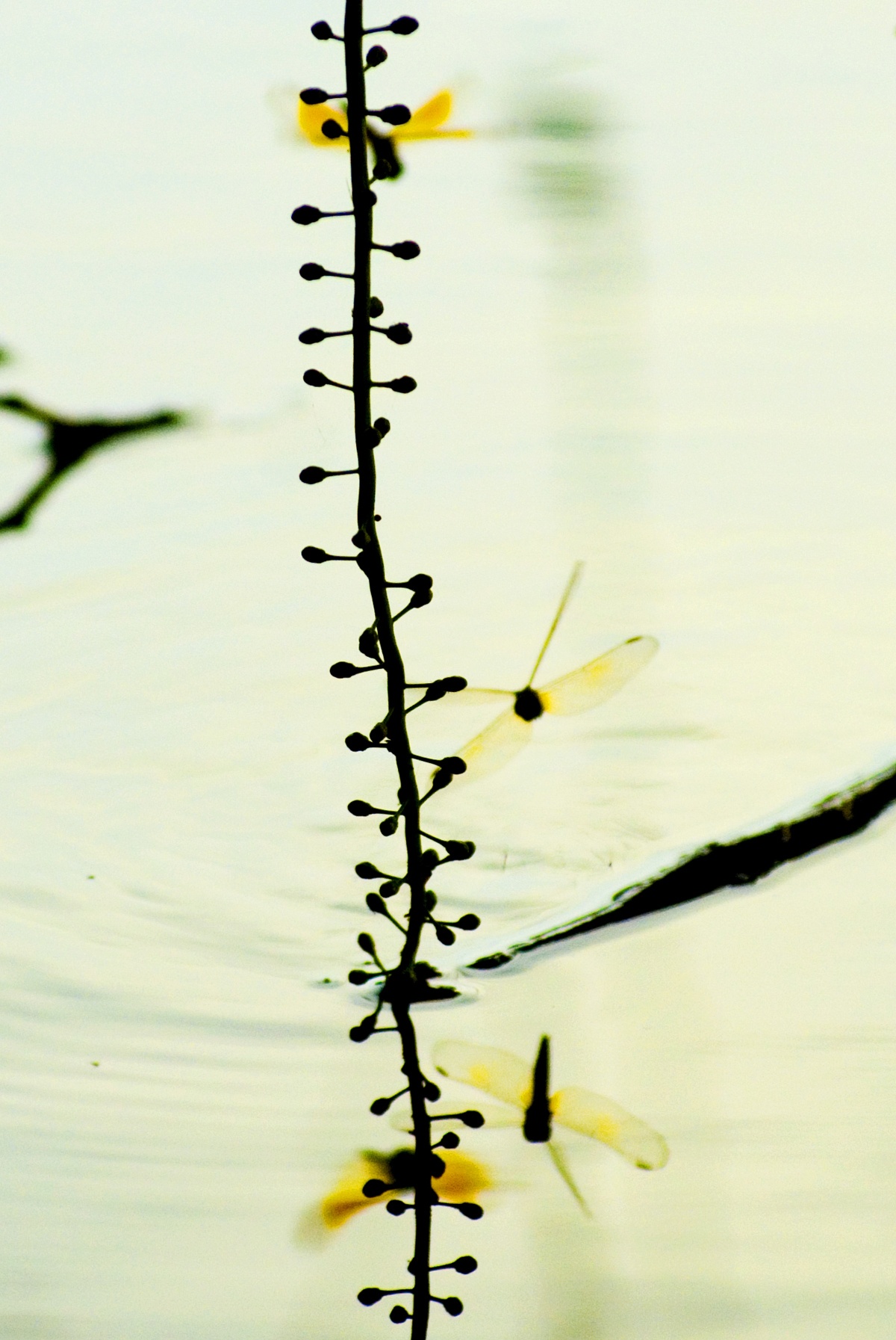 những mùa hoa ở Hà Nội ảnh 23 nhung mua hoa o Ha Noi anh 23