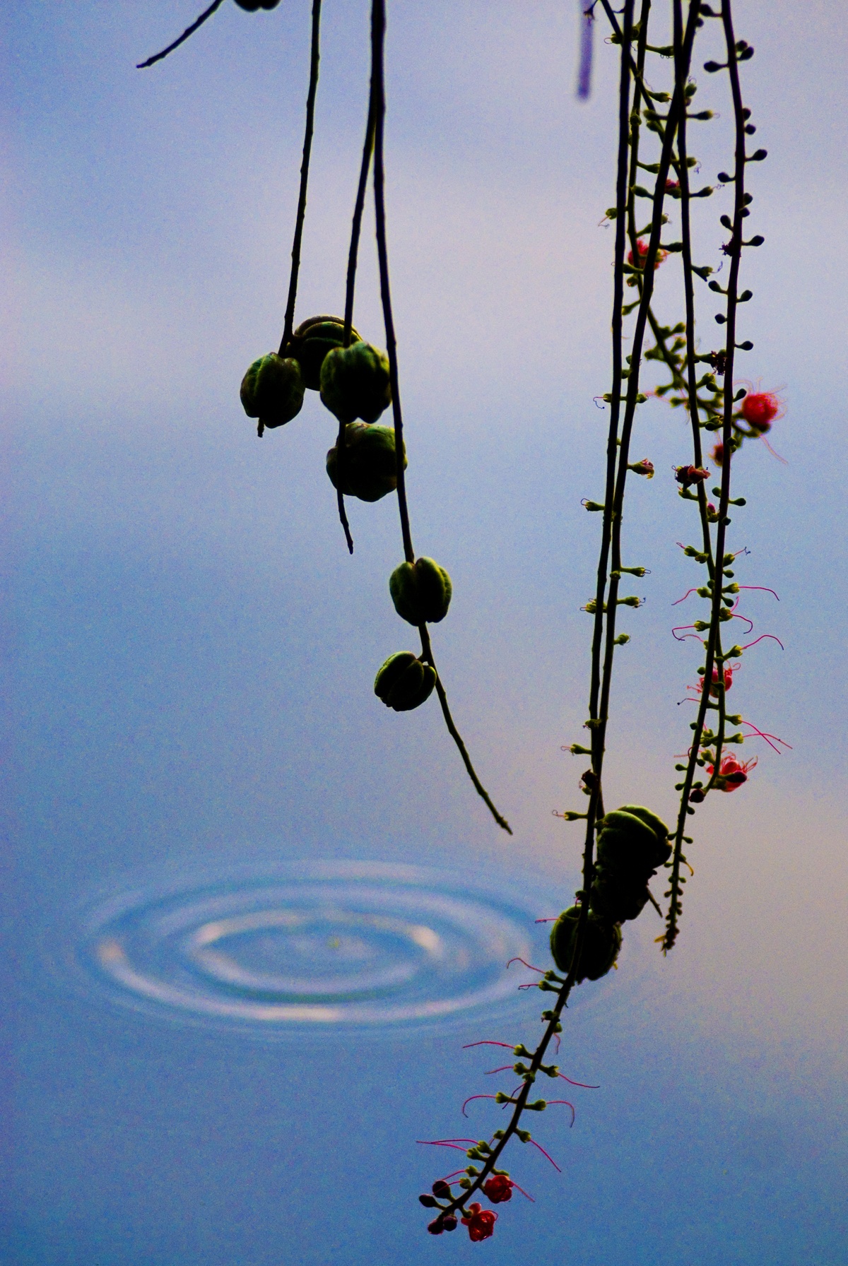 những mùa hoa ở Hà Nội ảnh 24 nhung mua hoa o Ha Noi anh 24