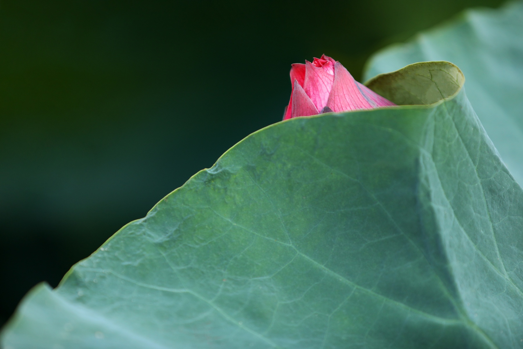 những mùa hoa ở Hà Nội ảnh 28 nhung mua hoa o Ha Noi anh 28