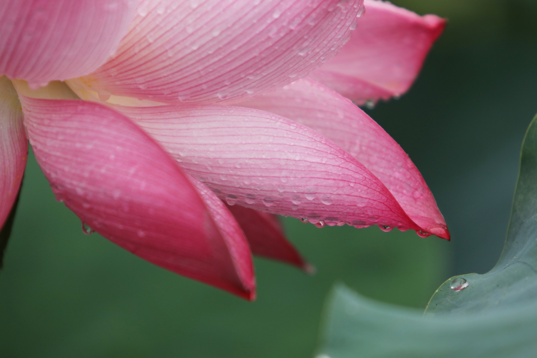 nhung mua hoa o Ha Noi anh 26