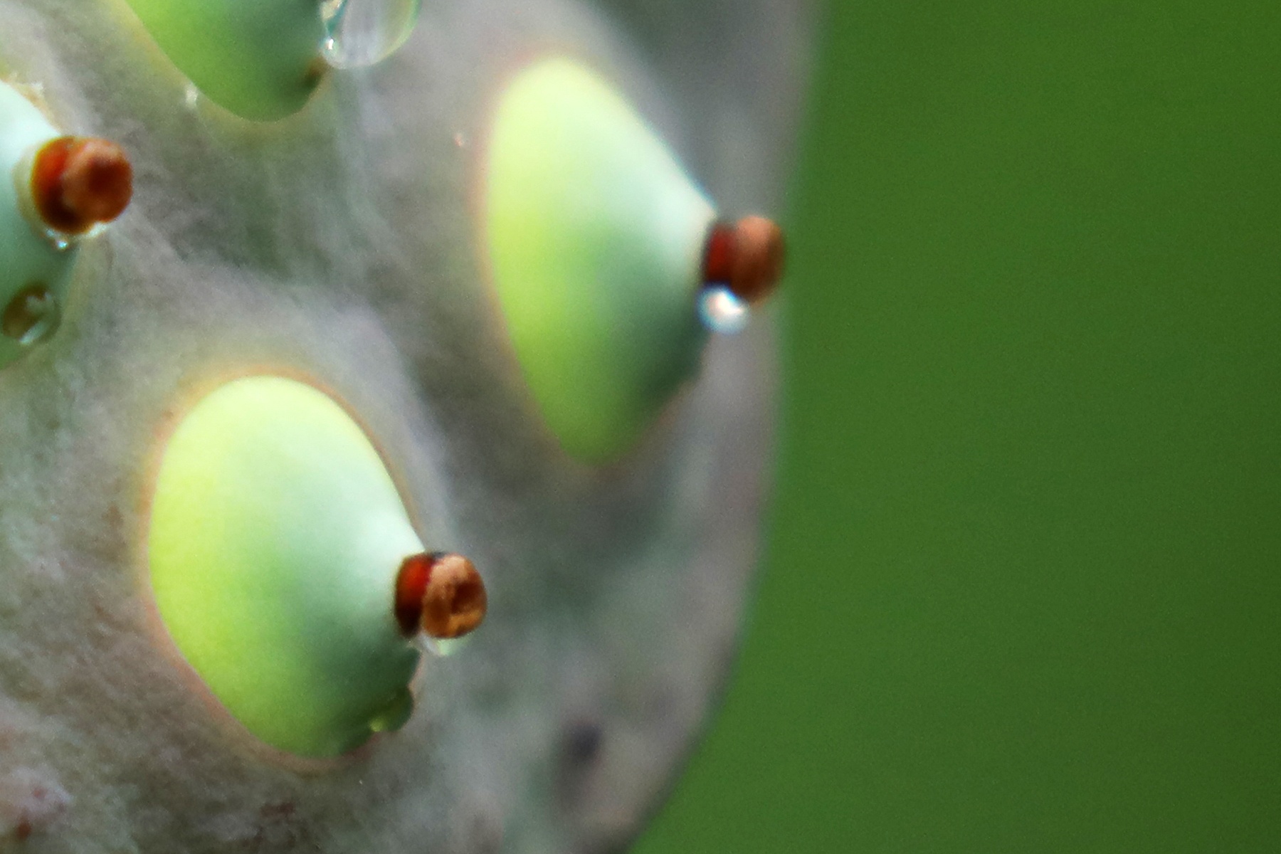 những mùa hoa ở Hà Nội ảnh 35 nhung mua hoa o Ha Noi anh 35