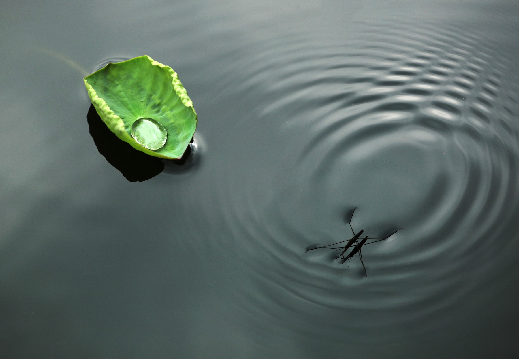 những mùa hoa ở Hà Nội ảnh 29 nhung mua hoa o Ha Noi anh 29