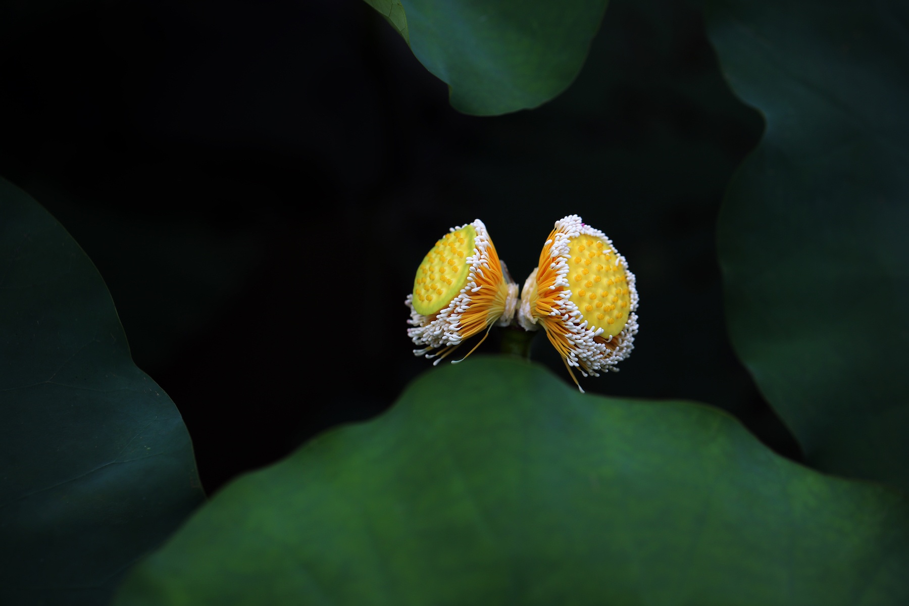 những mùa hoa ở Hà Nội ảnh 30 nhung mua hoa o Ha Noi anh 30