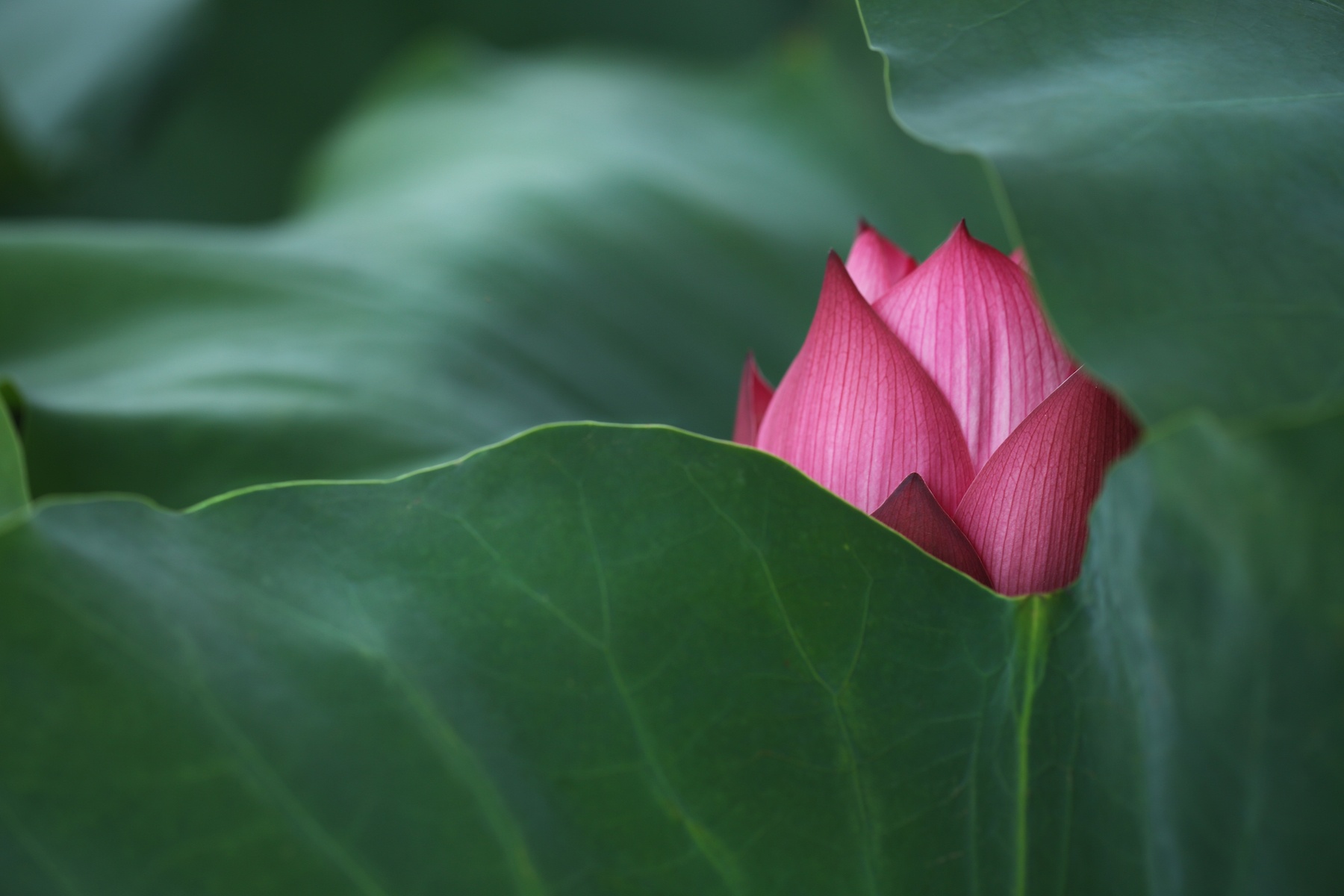 những mùa hoa ở Hà Nội ảnh 31 nhung mua hoa o Ha Noi anh 31