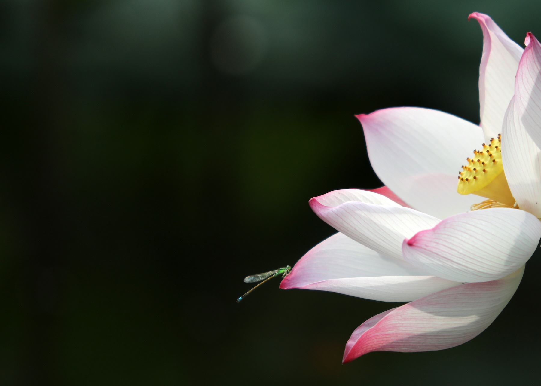 những mùa hoa ở Hà Nội ảnh 25 nhung mua hoa o Ha Noi anh 25