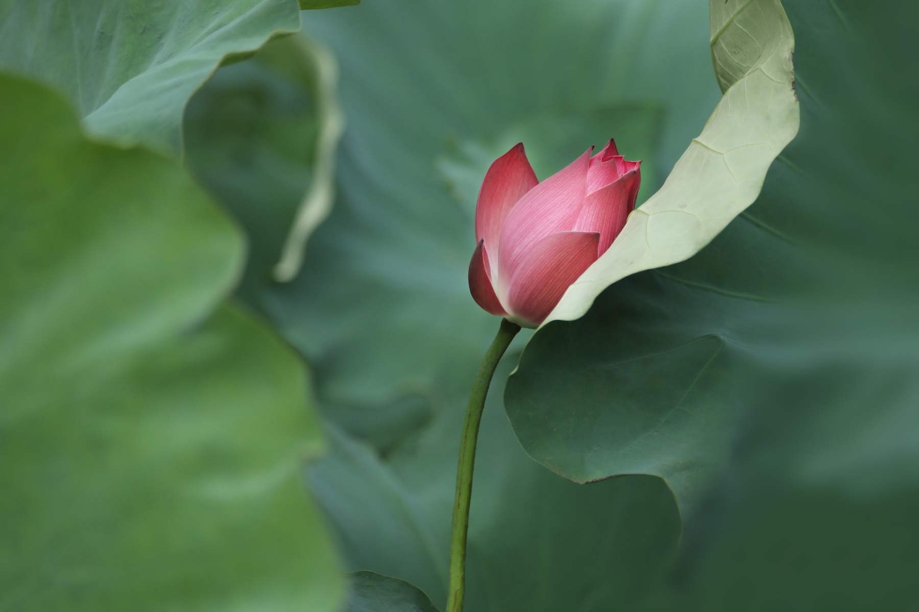 những mùa hoa ở Hà Nội ảnh 32 nhung mua hoa o Ha Noi anh 32