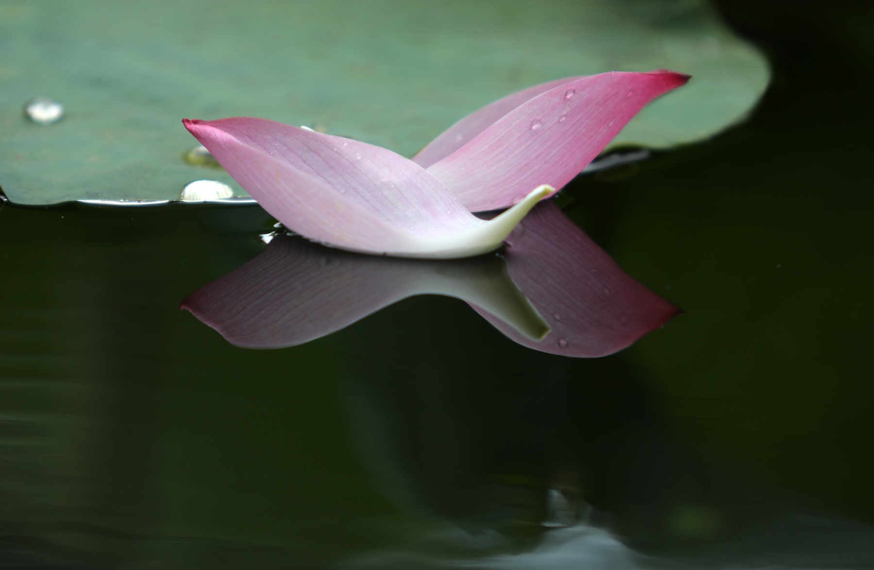 những mùa hoa ở Hà Nội ảnh 27 nhung mua hoa o Ha Noi anh 27