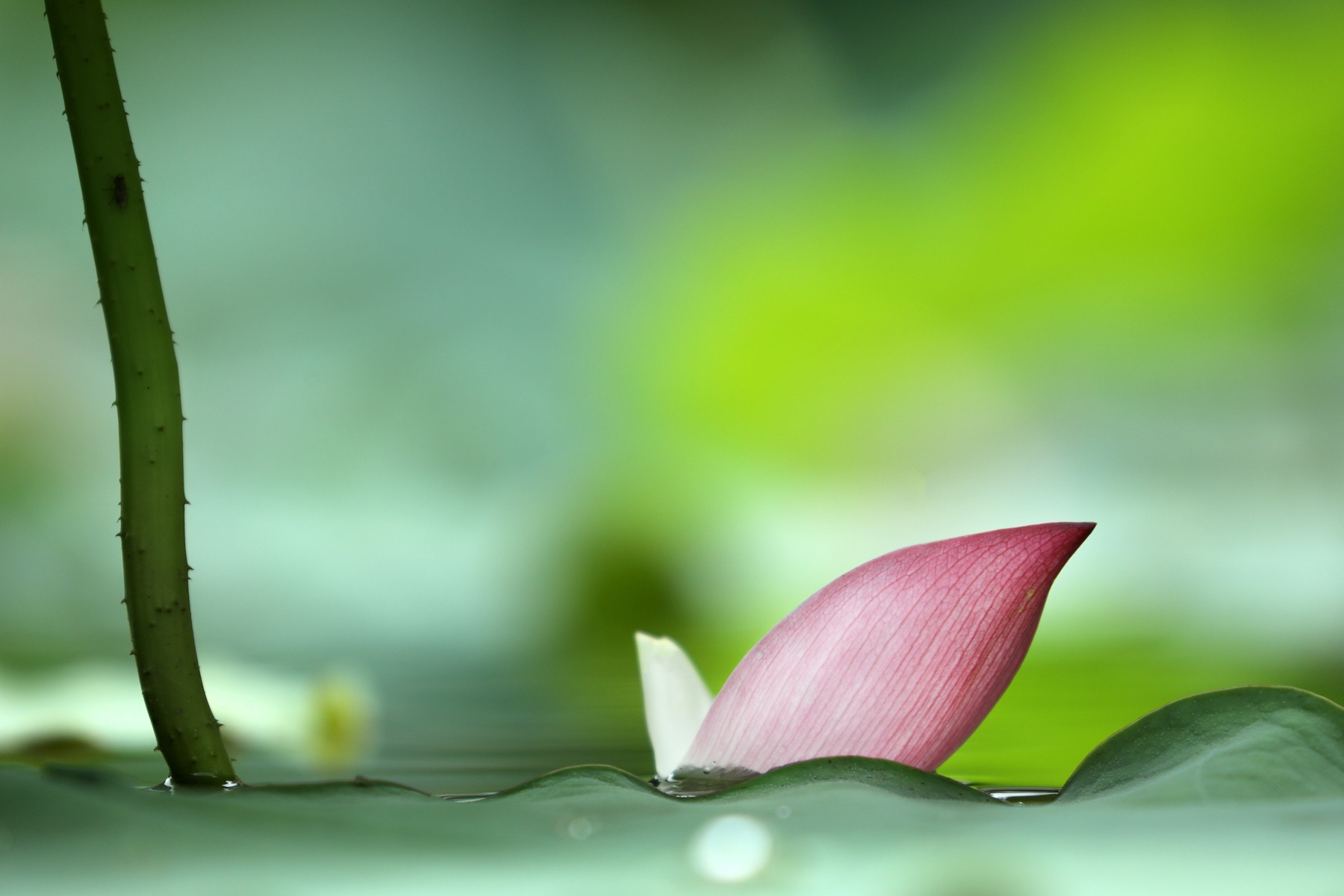 những mùa hoa ở Hà Nội ảnh 33 nhung mua hoa o Ha Noi anh 33