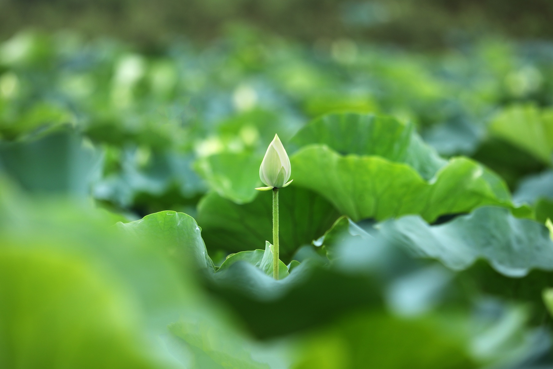 những mùa hoa ở Hà Nội ảnh 34 nhung mua hoa o Ha Noi anh 34