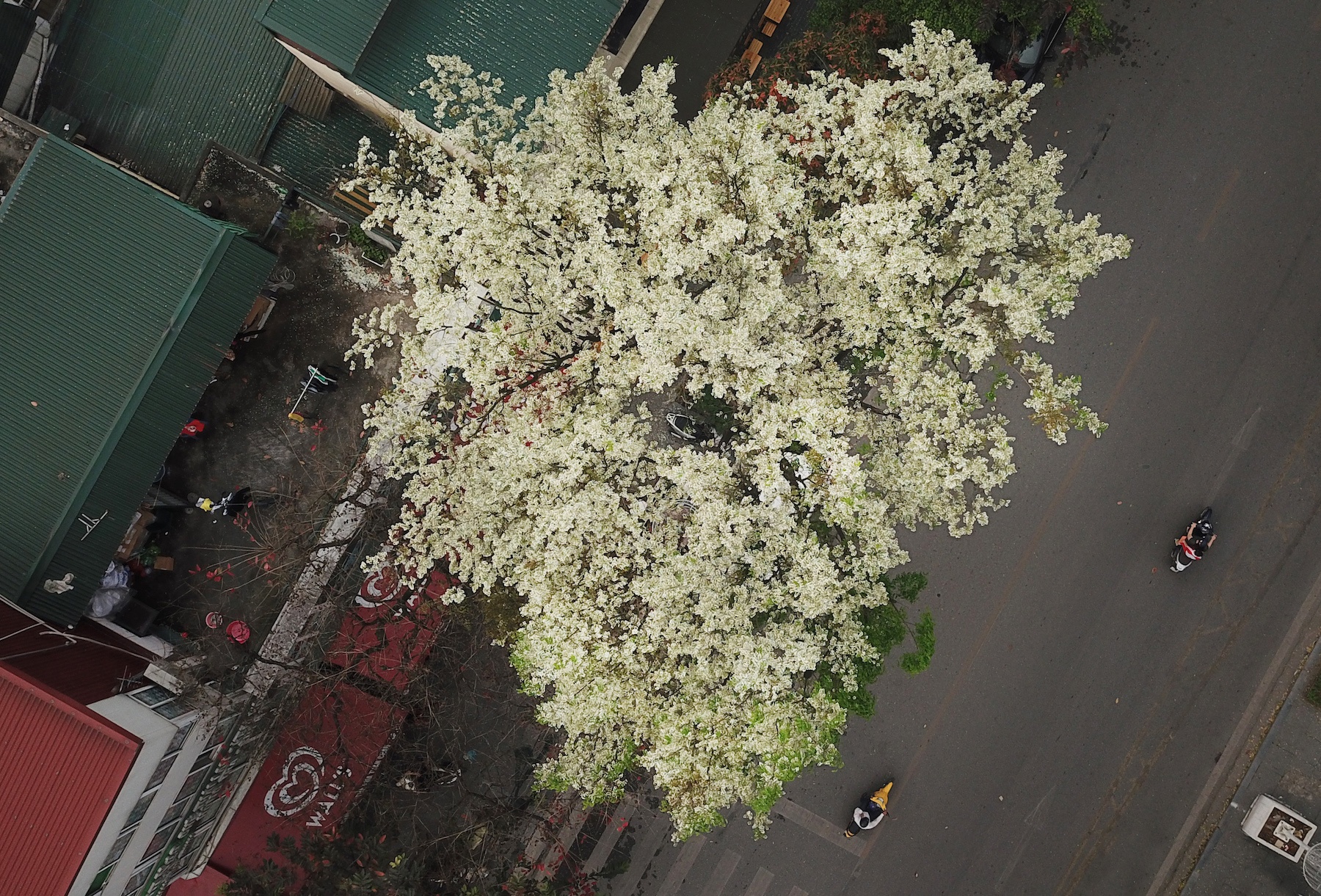 những mùa hoa ở Hà Nội ảnh 50 nhung mua hoa o Ha Noi anh 50