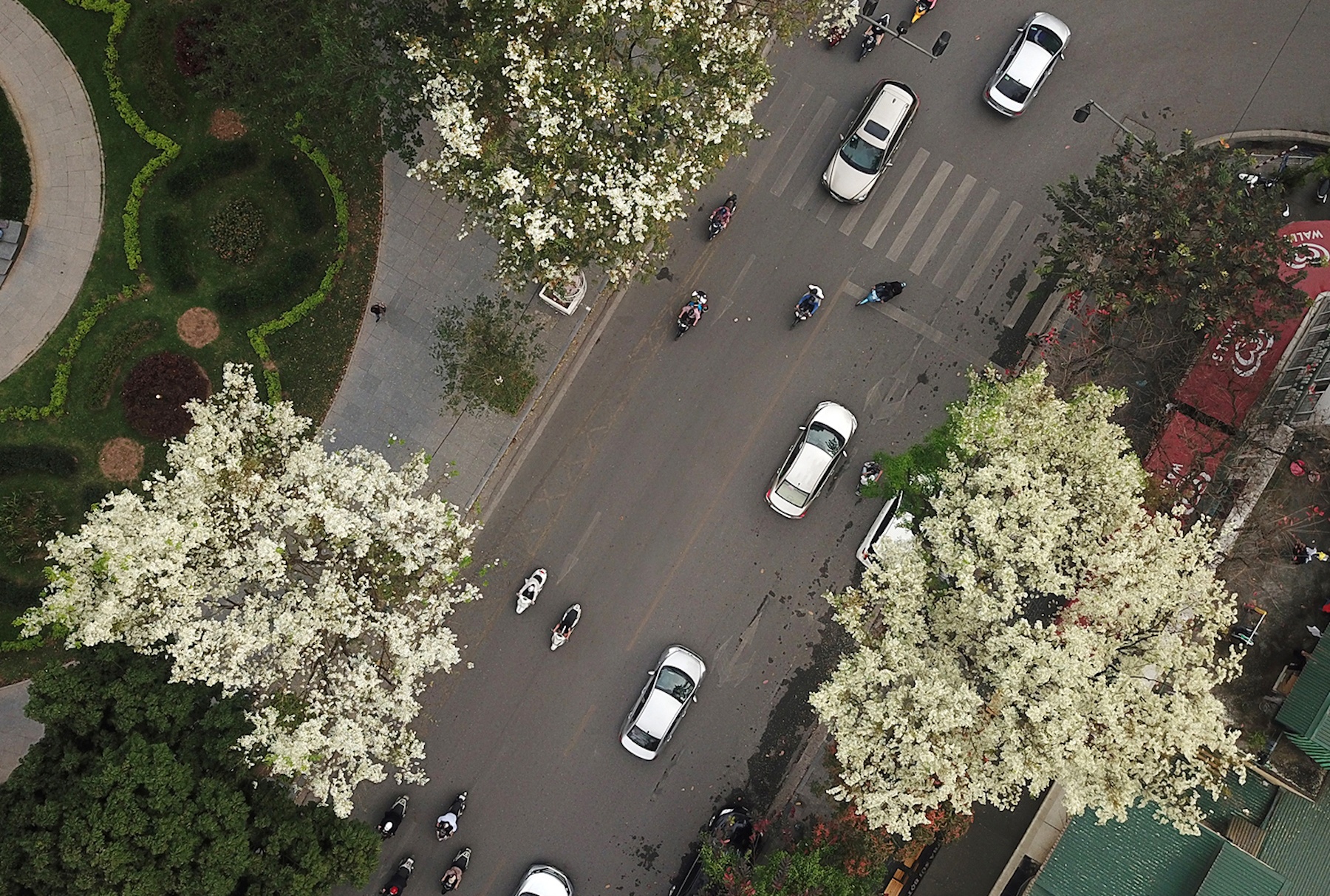 những mùa hoa ở Hà Nội ảnh 46 nhung mua hoa o Ha Noi anh 46