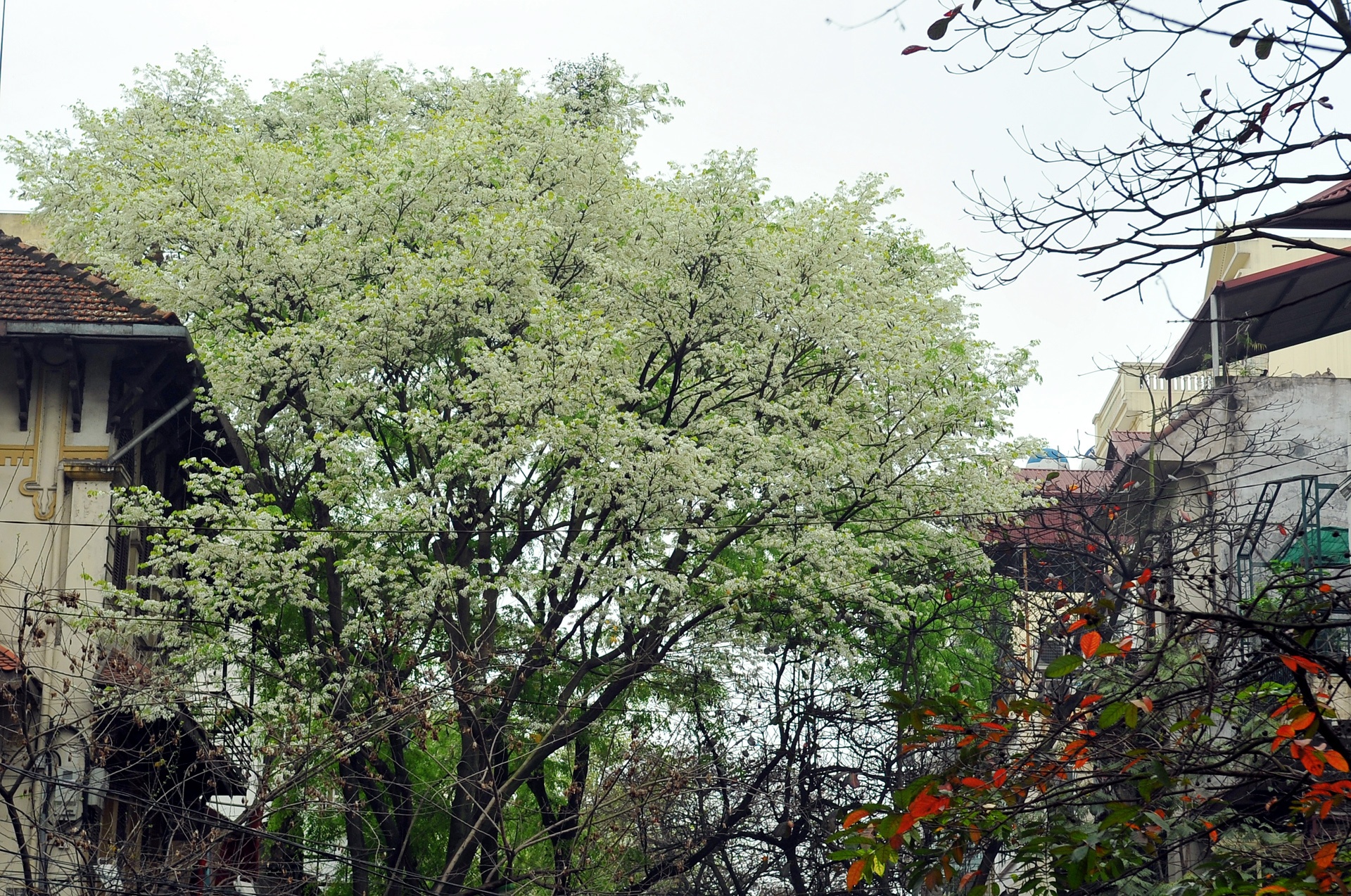 nhung mua hoa o Ha Noi anh 51