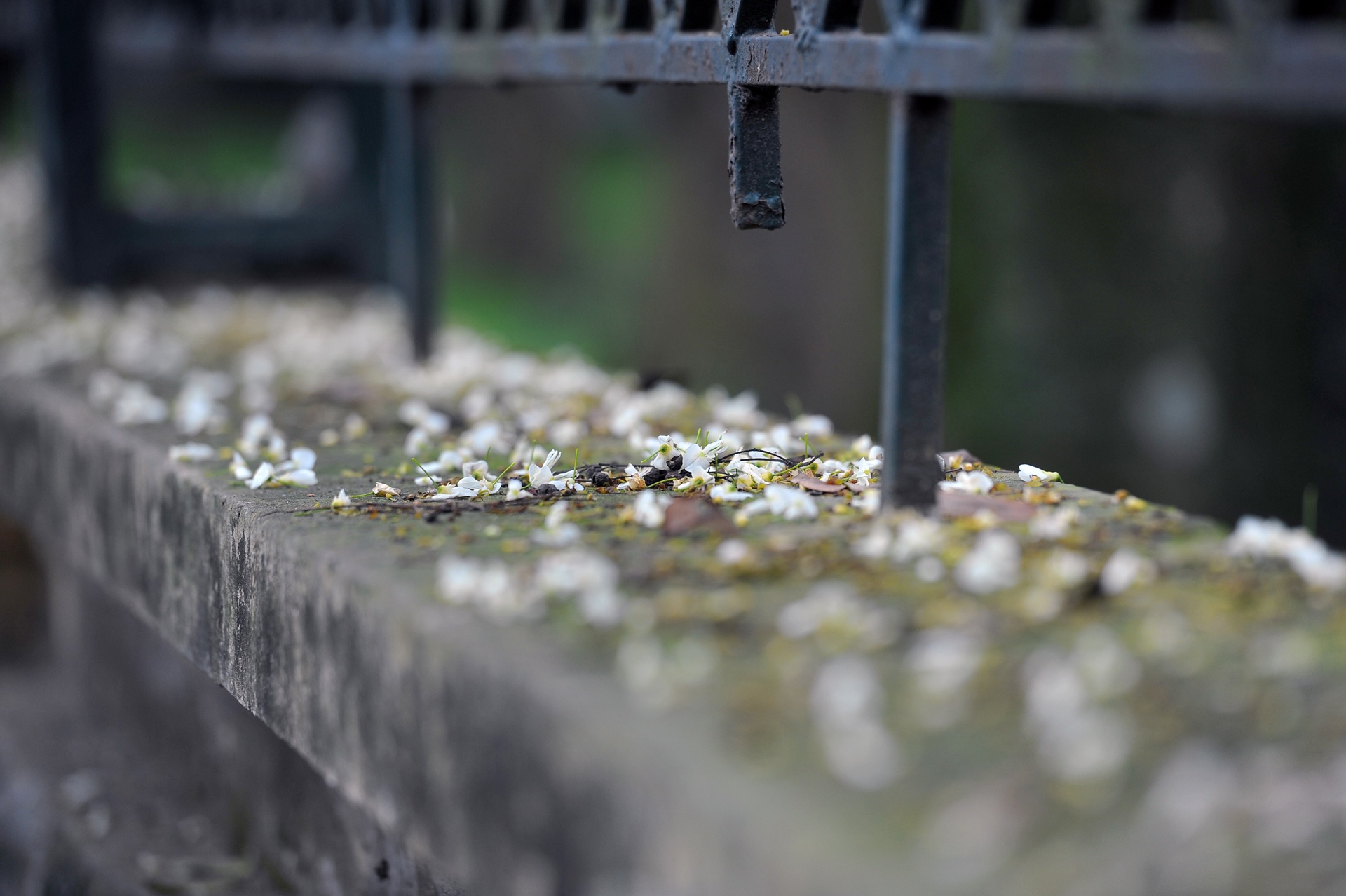 nhung mua hoa o Ha Noi anh 52