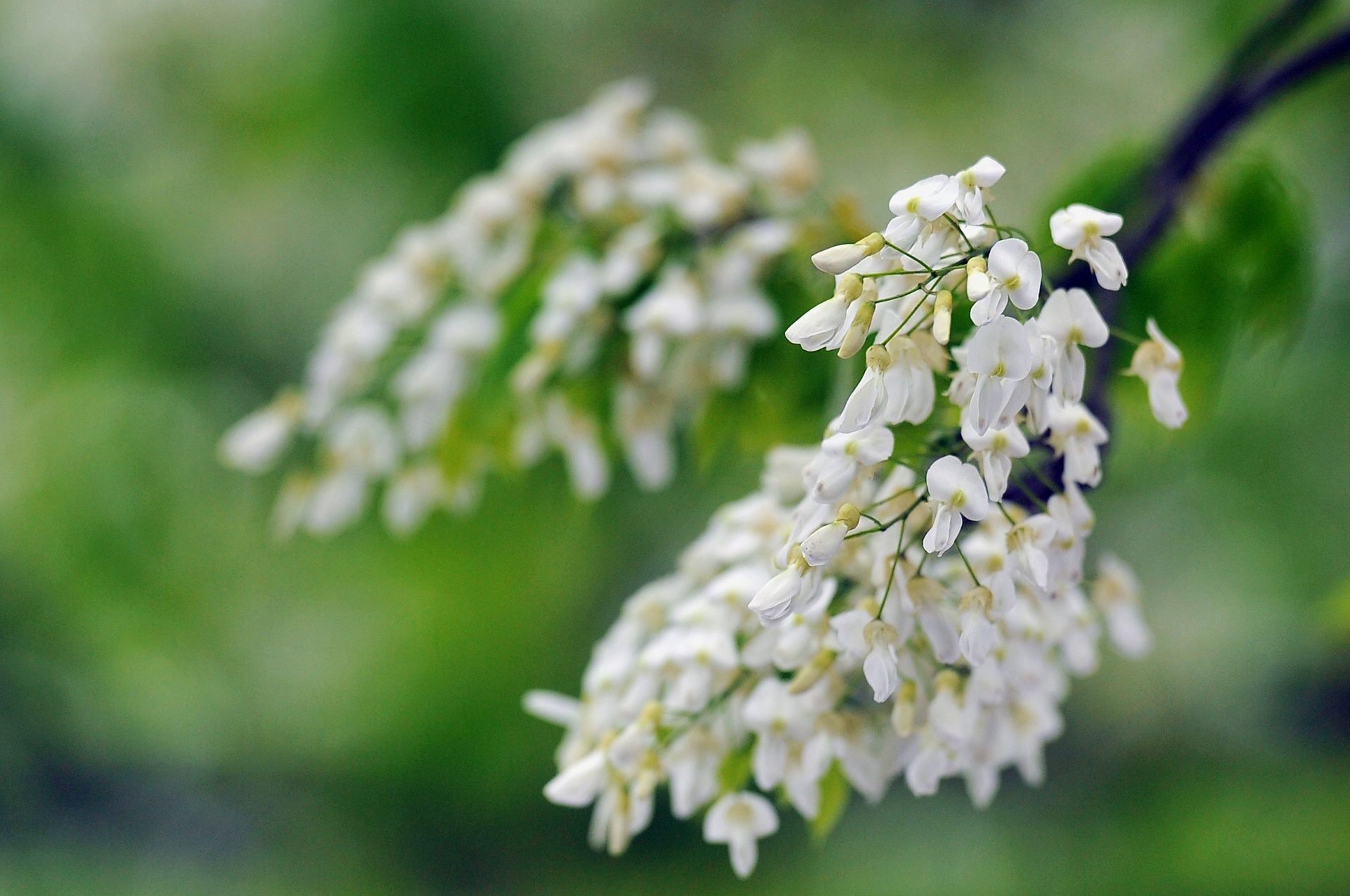 nhung mua hoa o Ha Noi anh 47