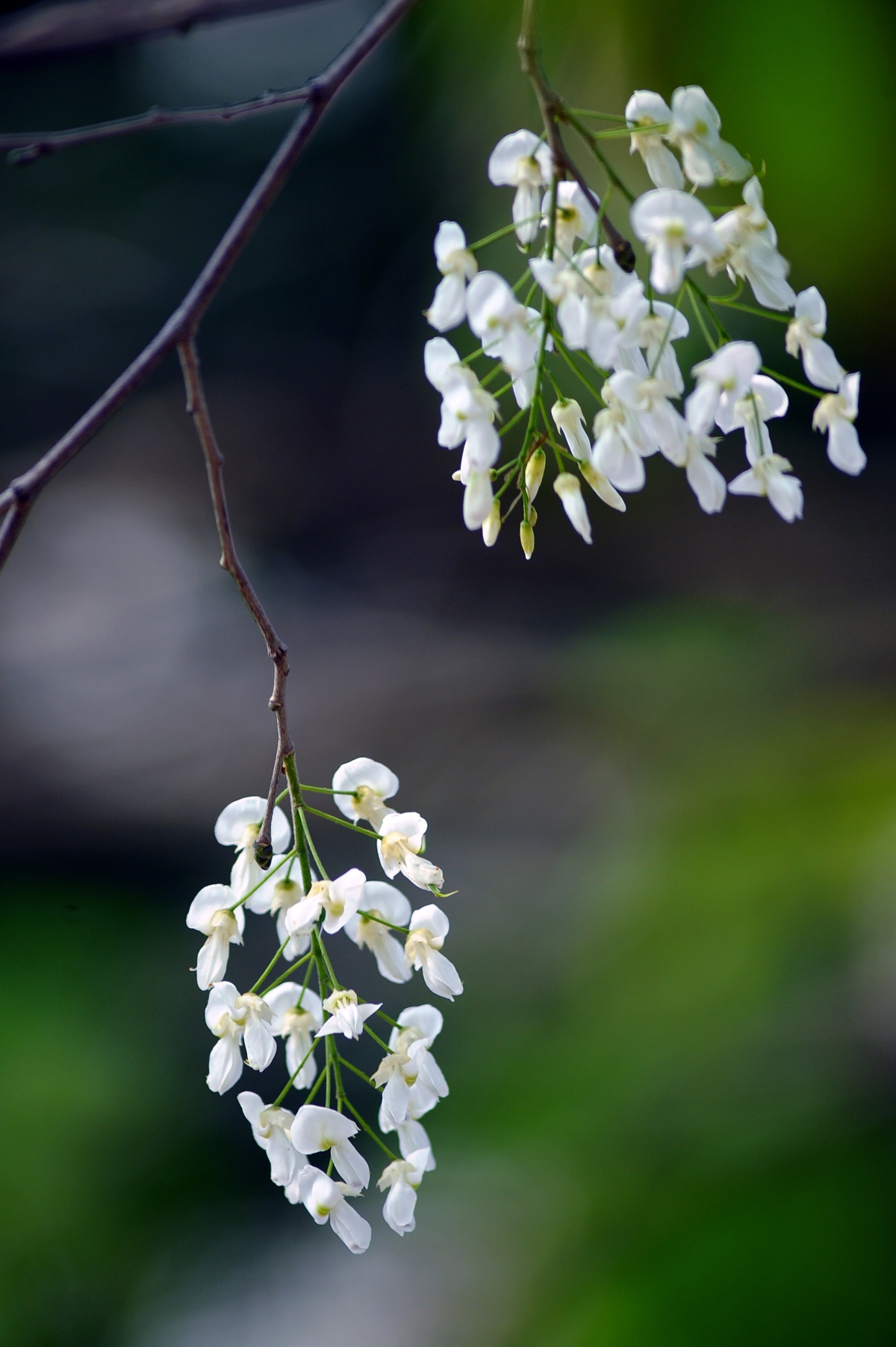 nhung mua hoa o Ha Noi anh 54