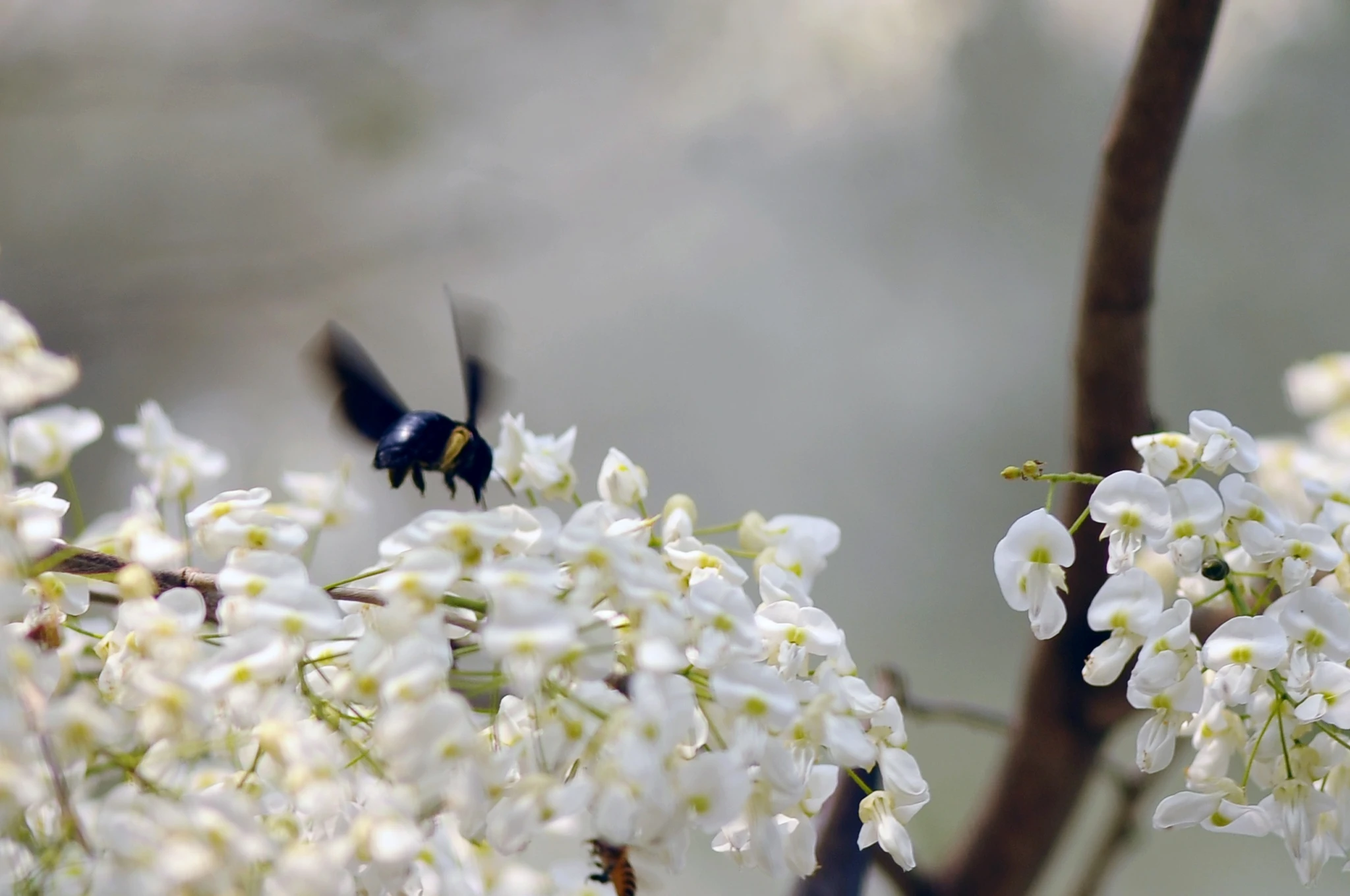 nhung mua hoa o Ha Noi anh 49