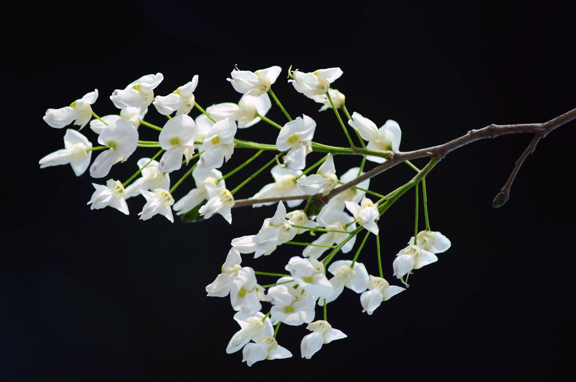 nhung mua hoa o Ha Noi anh 48