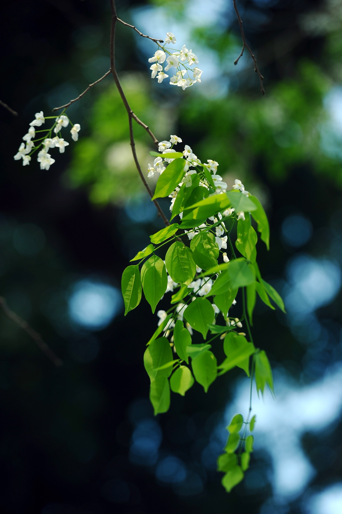nhung mua hoa o Ha Noi anh 55