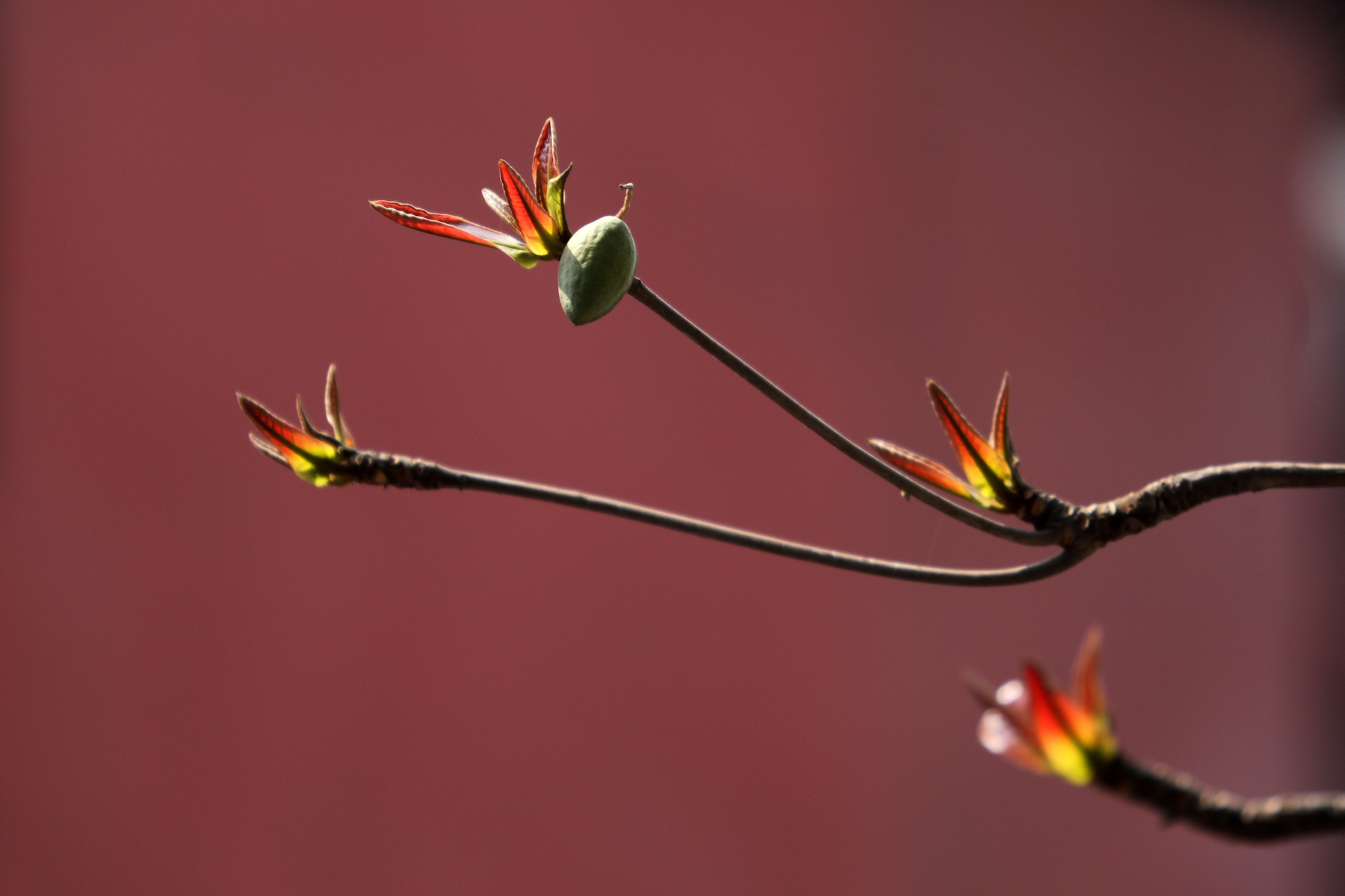 những mùa hoa ở Hà Nội ảnh 56 nhung mua hoa o Ha Noi anh 56