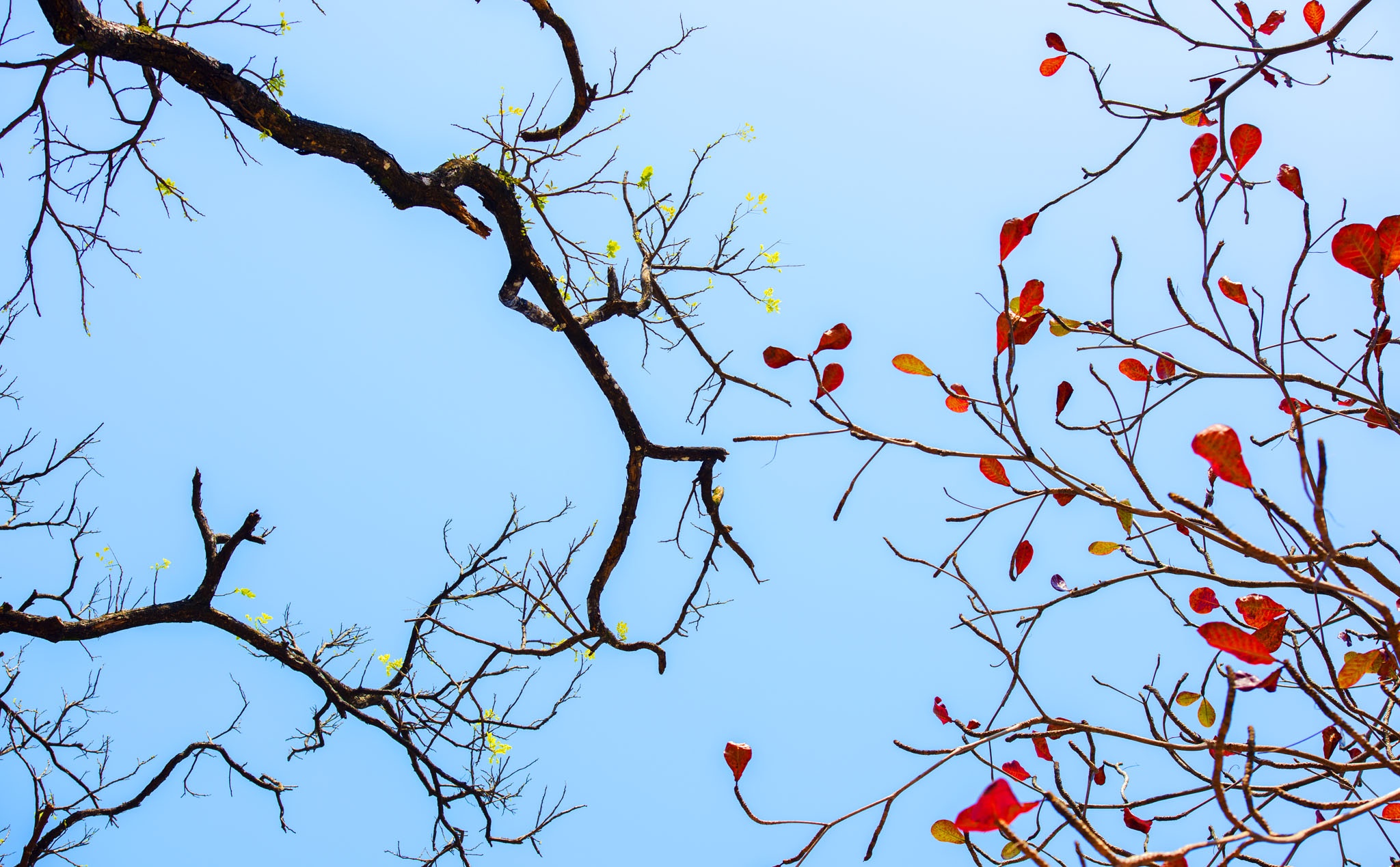 Huế thay lá hàng cây ảnh 5 Hue thay la hang cay anh 5