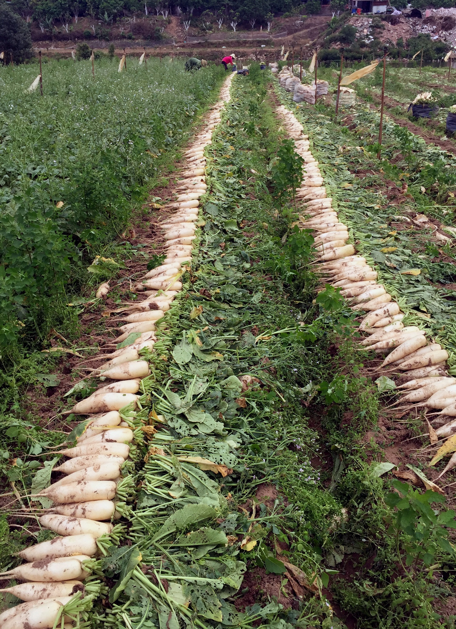 giai cuu cu cai anh 10