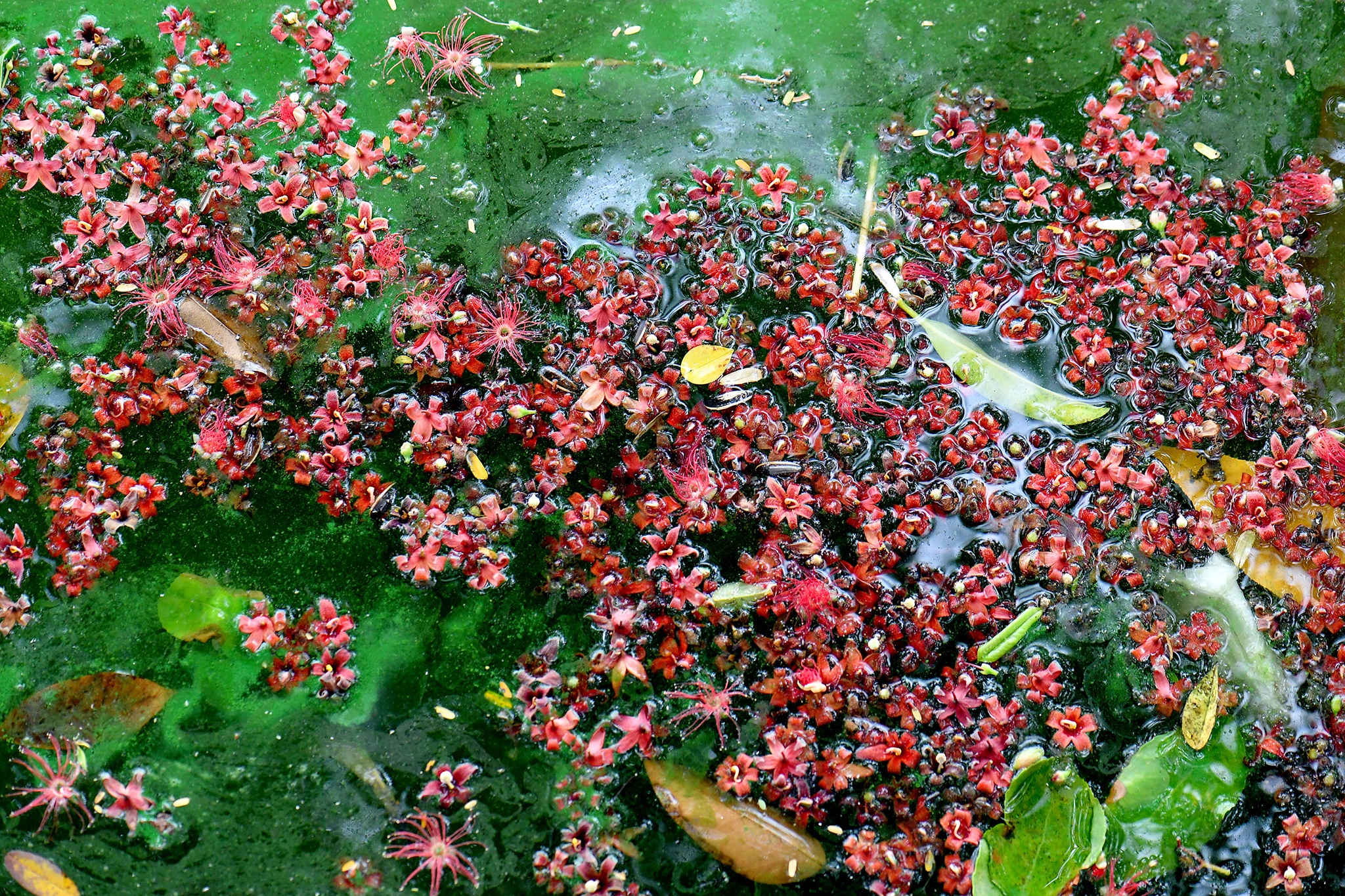 Hoa loc vung no, rung trai tham mat ho Guom hinh anh