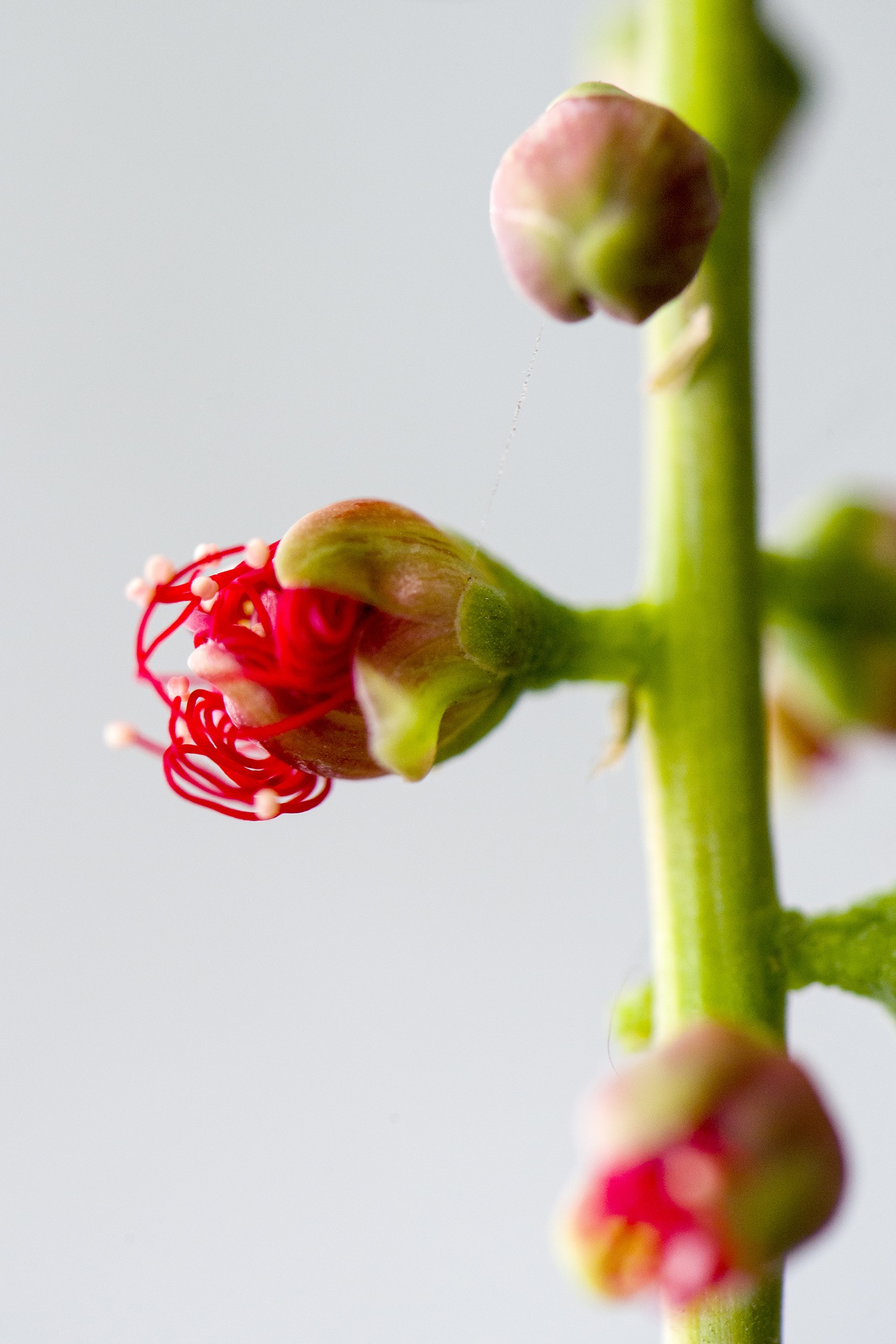 hoa loc vung ben ho Guom anh 6