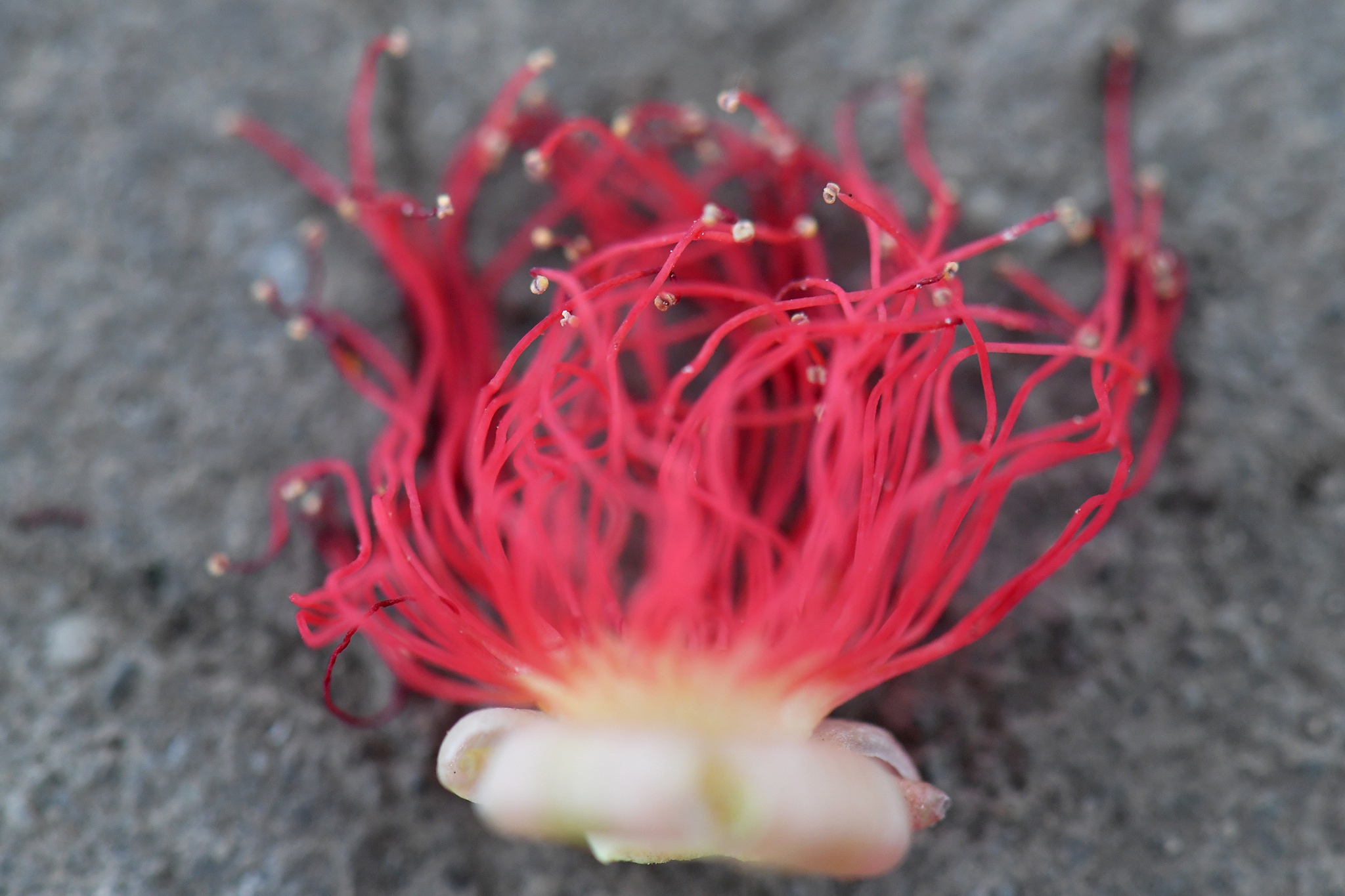 hoa loc vung ben ho Guom anh 7