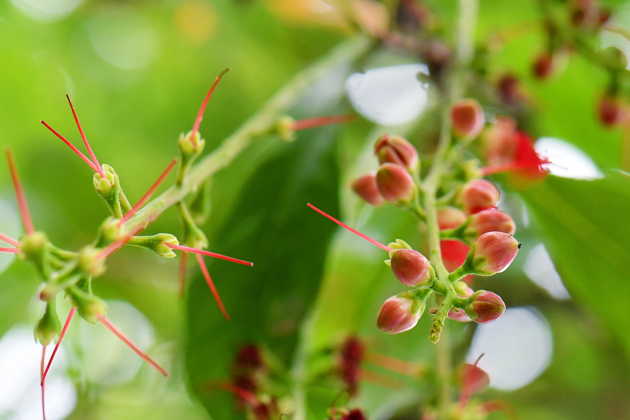 hoa loc vung ben ho Guom anh 8