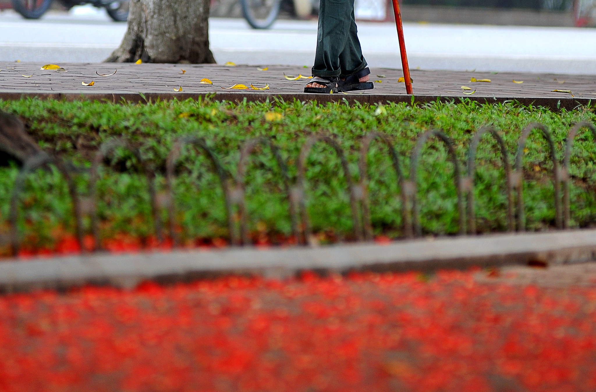 hoa loc vung ben ho Guom anh 12