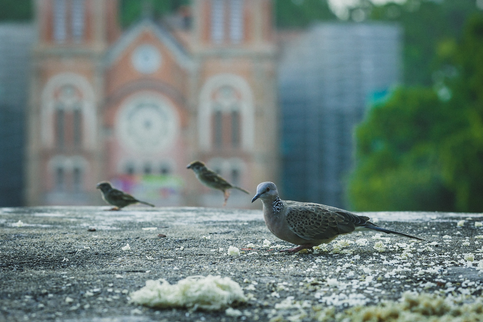 Sai Gon hien dai anh 2