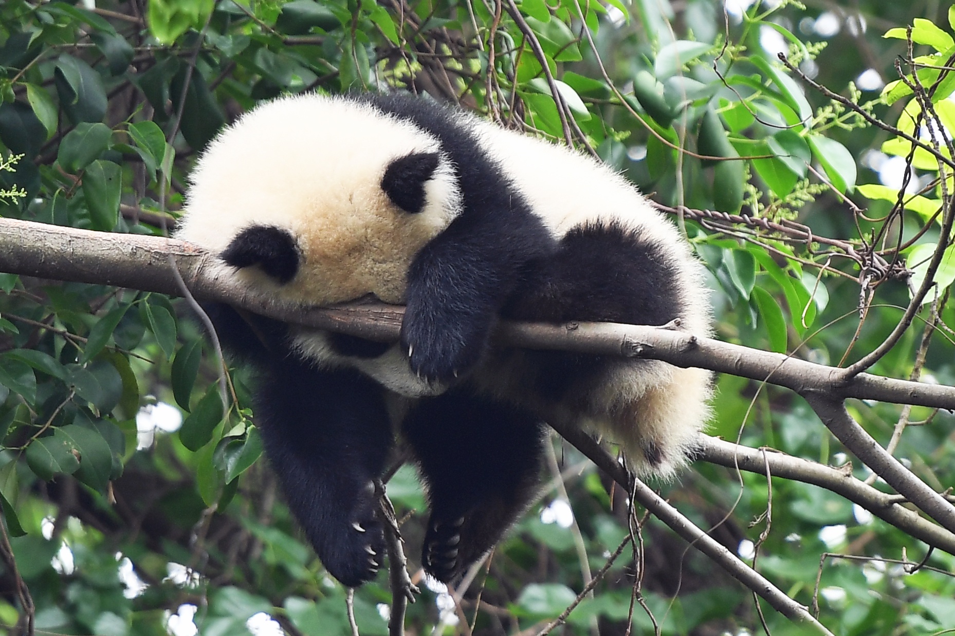 Cong vien gau truc o Tu Xuyen anh 10