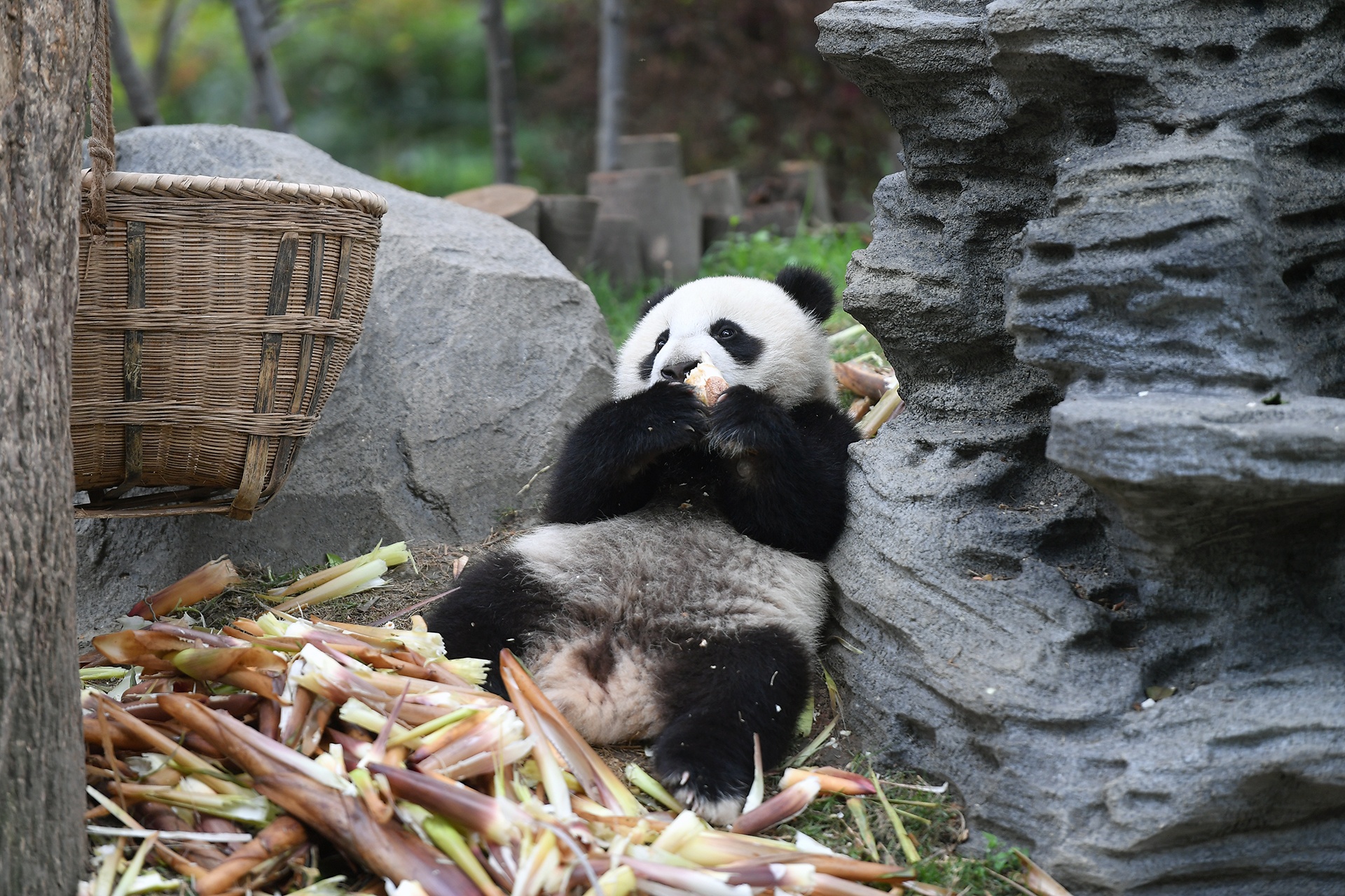 Cong vien gau truc o Tu Xuyen anh 11