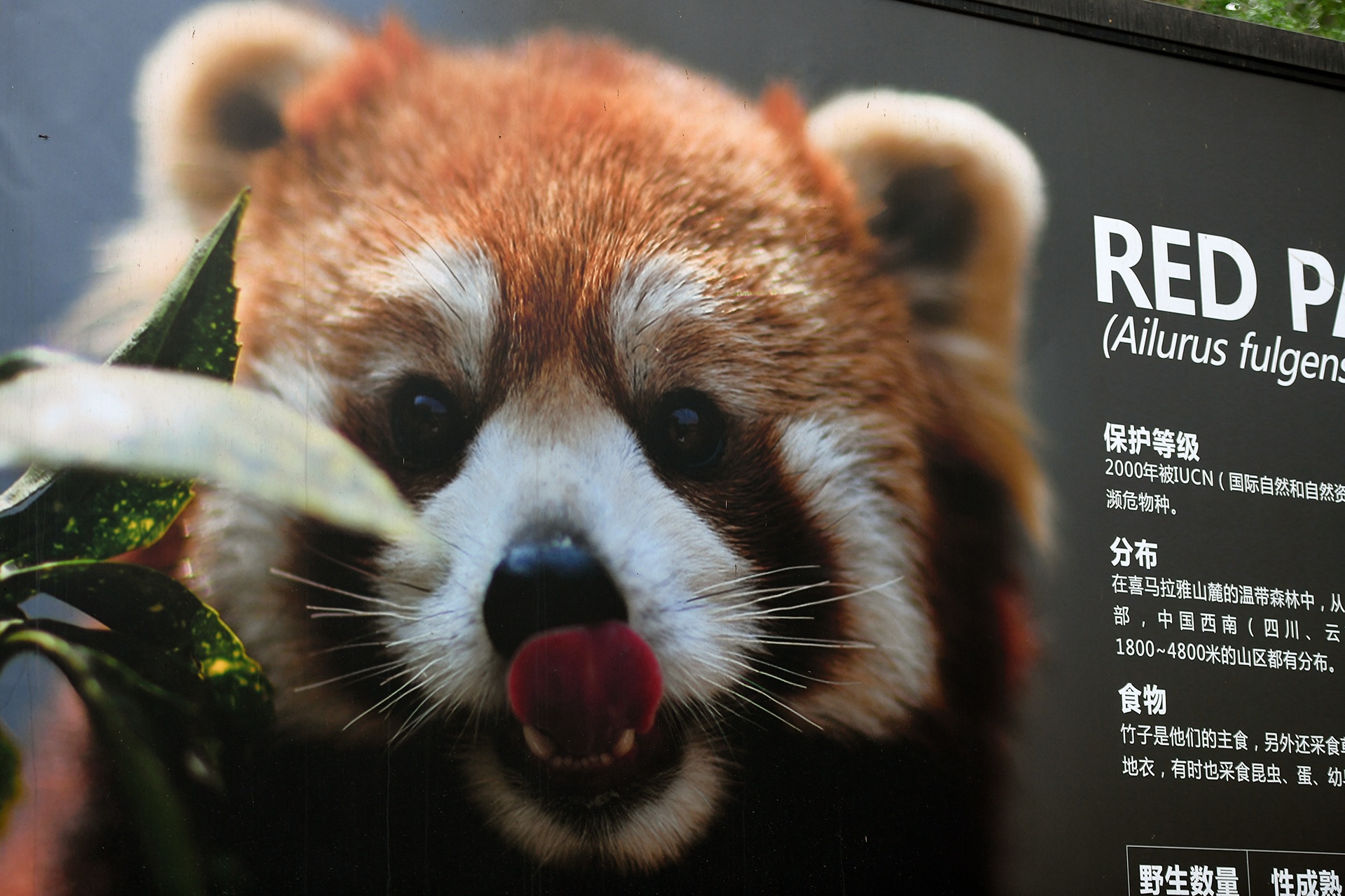 Cong vien gau truc o Tu Xuyen anh 12