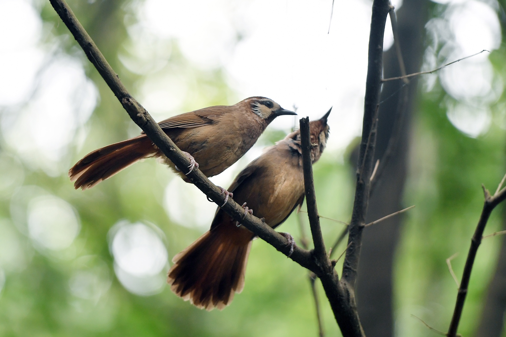 Cong vien gau truc o Tu Xuyen anh 13