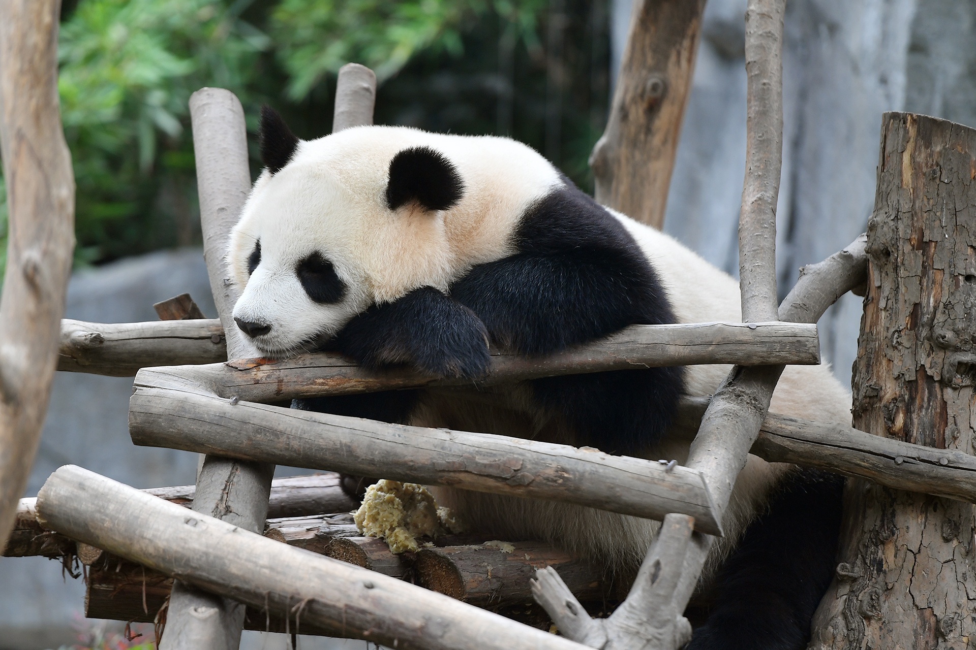 #Justgo: Cong vien gau truc noi tieng o Tu Xuyen hinh anh