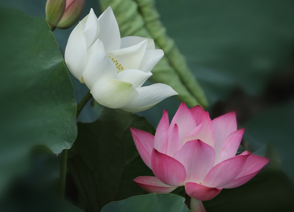 Ve dep mat diu, xua tan nong gat ngay he cua sen Ha thanh hinh anh