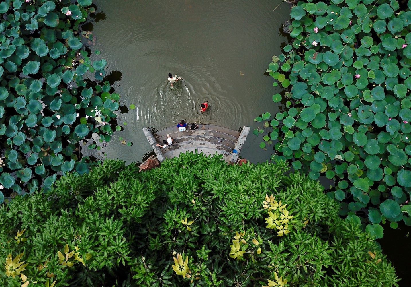 mua sen Ha thanh anh 1