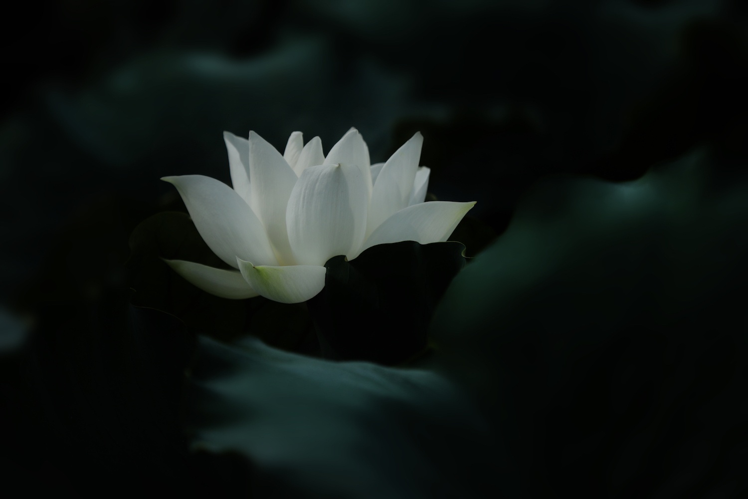 mua sen Ha thanh anh 10