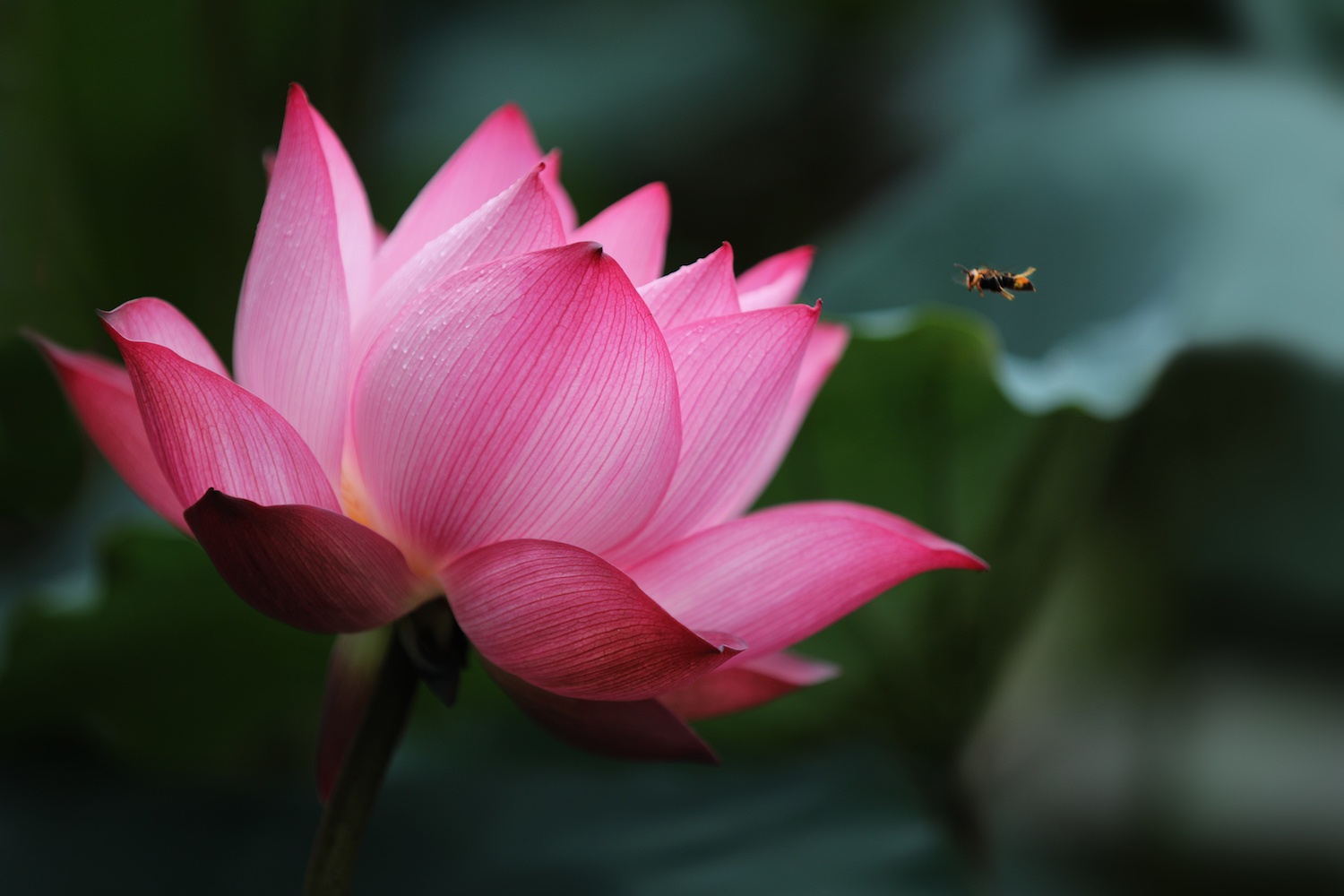 mua sen Ha thanh anh 11